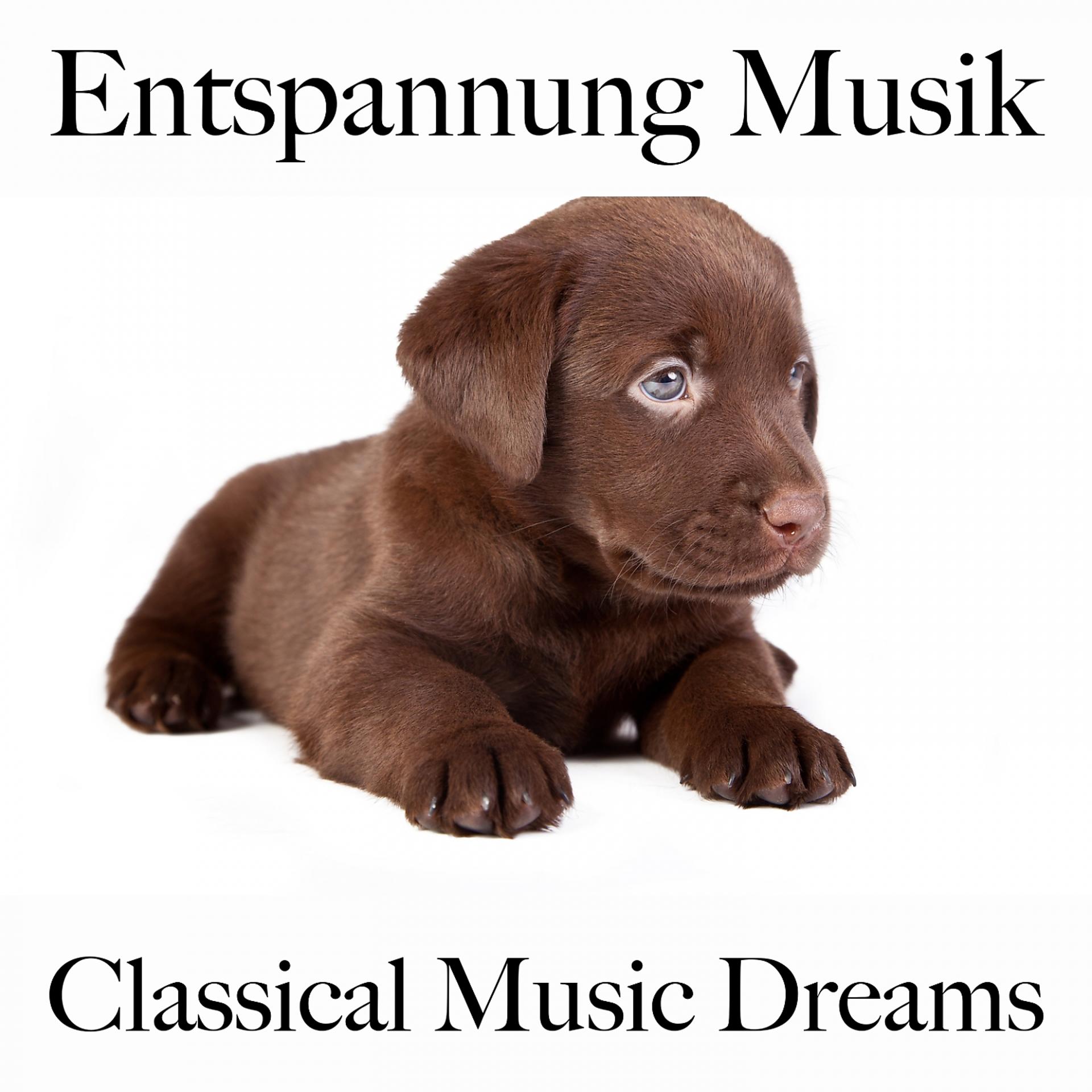 Постер альбома Entspannung Musik: Classical Music Dreams - Die Beste Musik Zum Entspannen