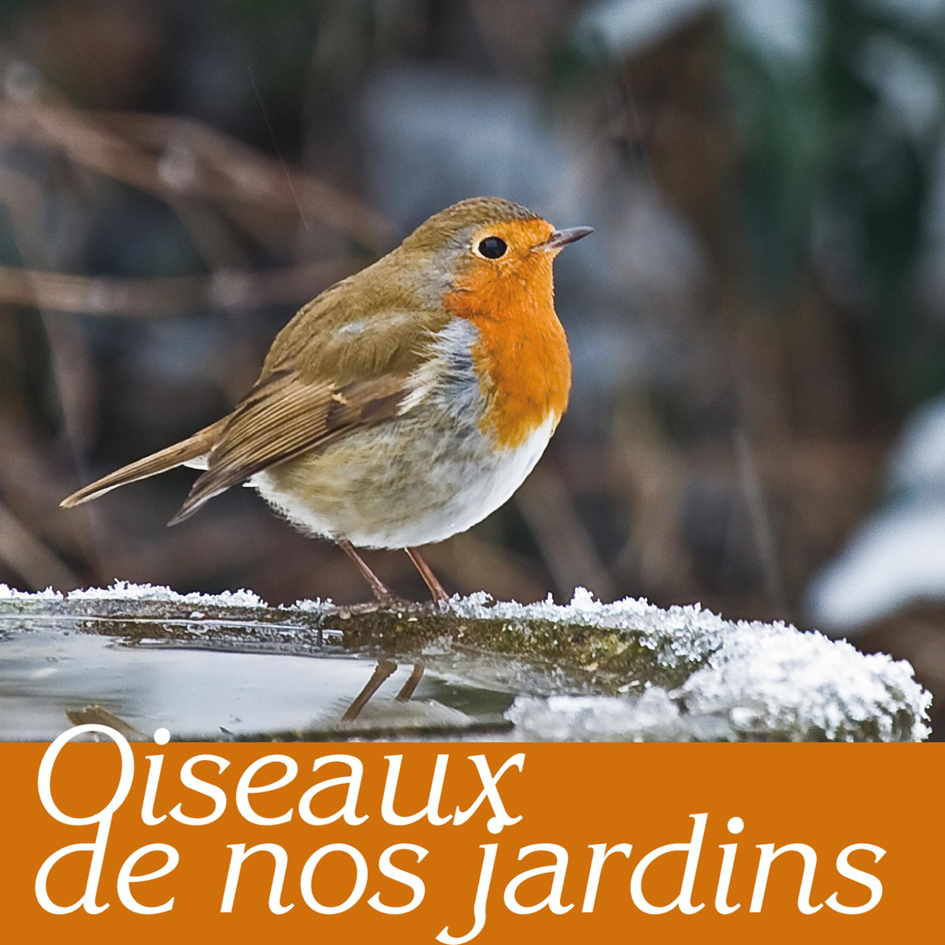 Постер альбома Oiseaux de nos jardins