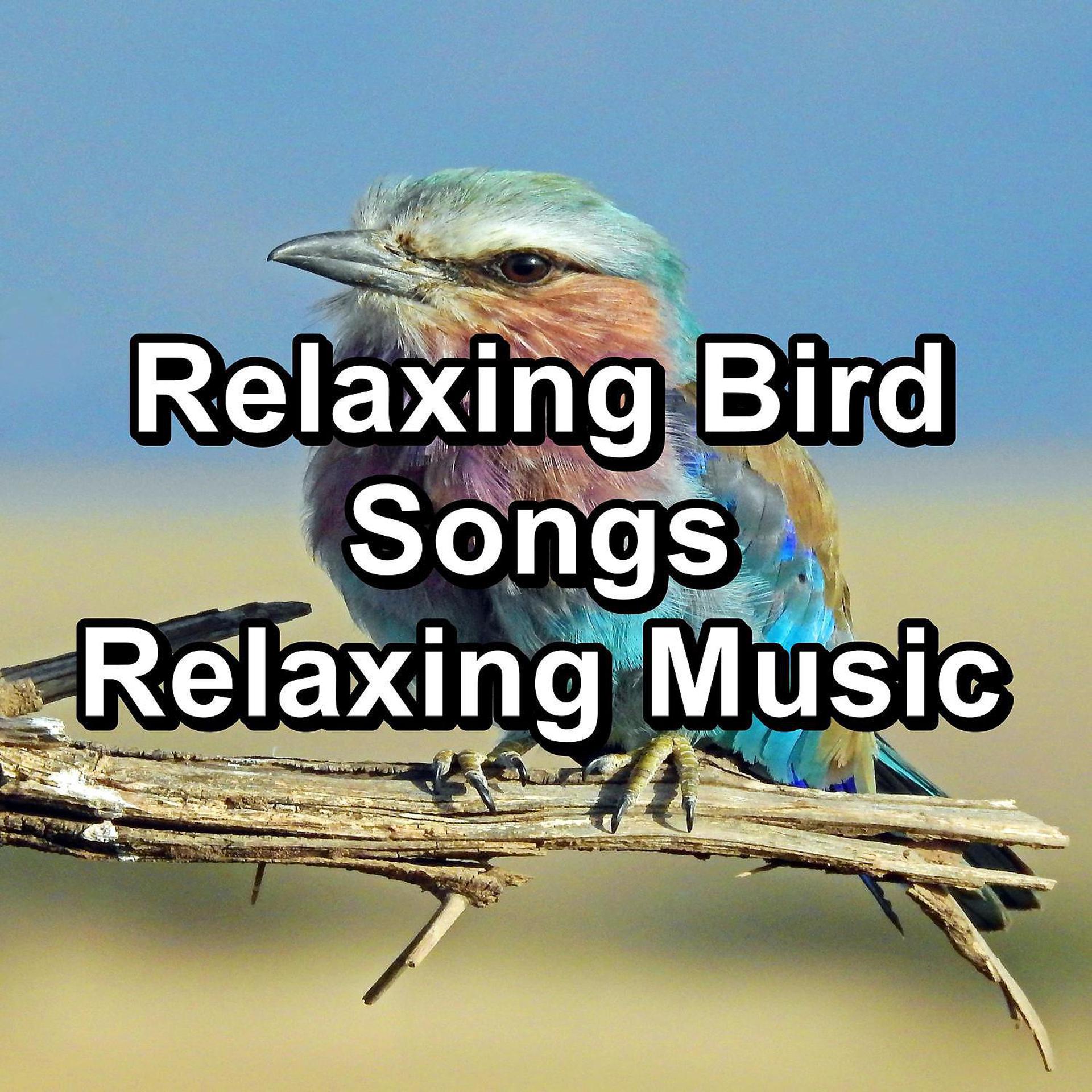 Постер альбома Relaxing Bird Songs Relaxing Music