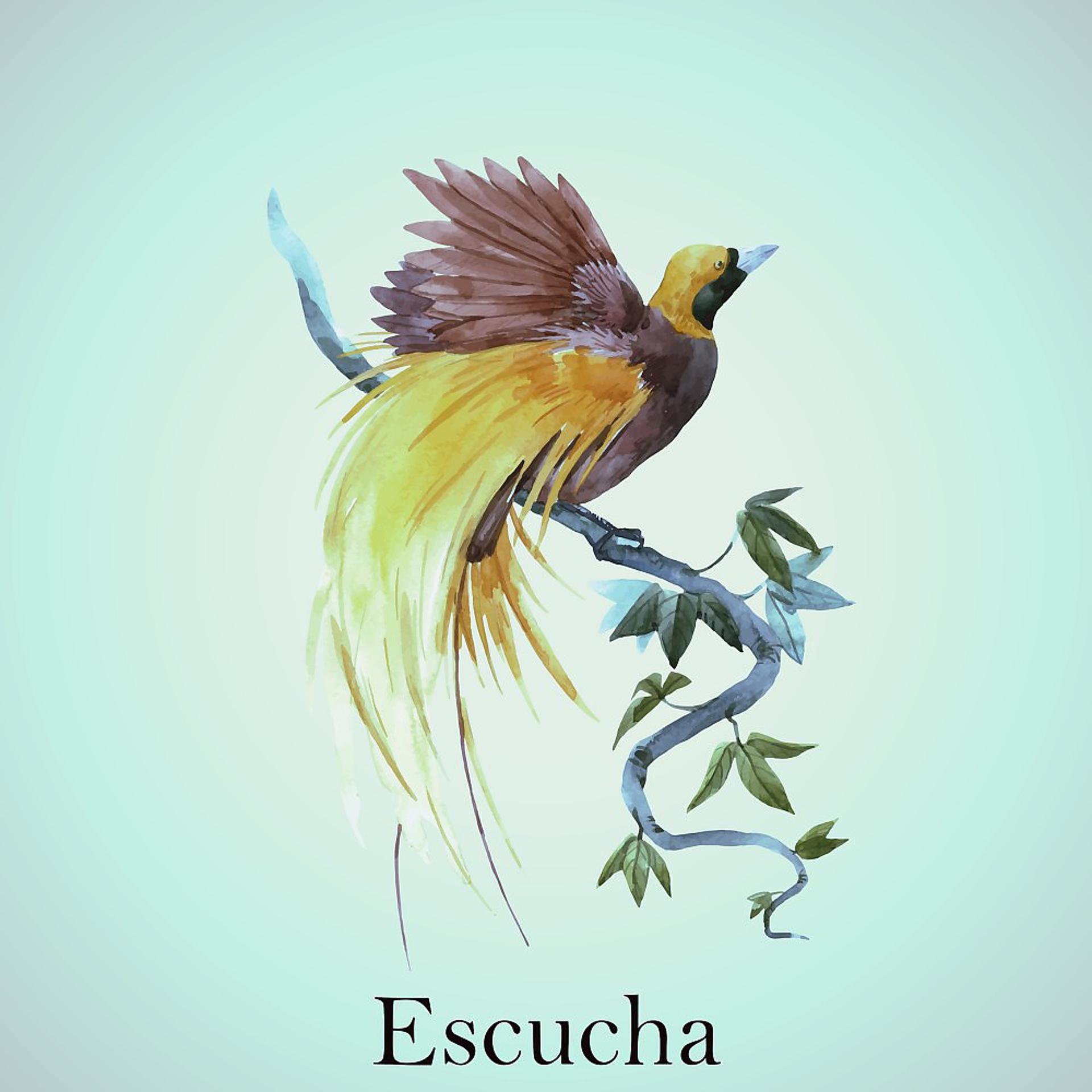 Постер альбома Escucha
