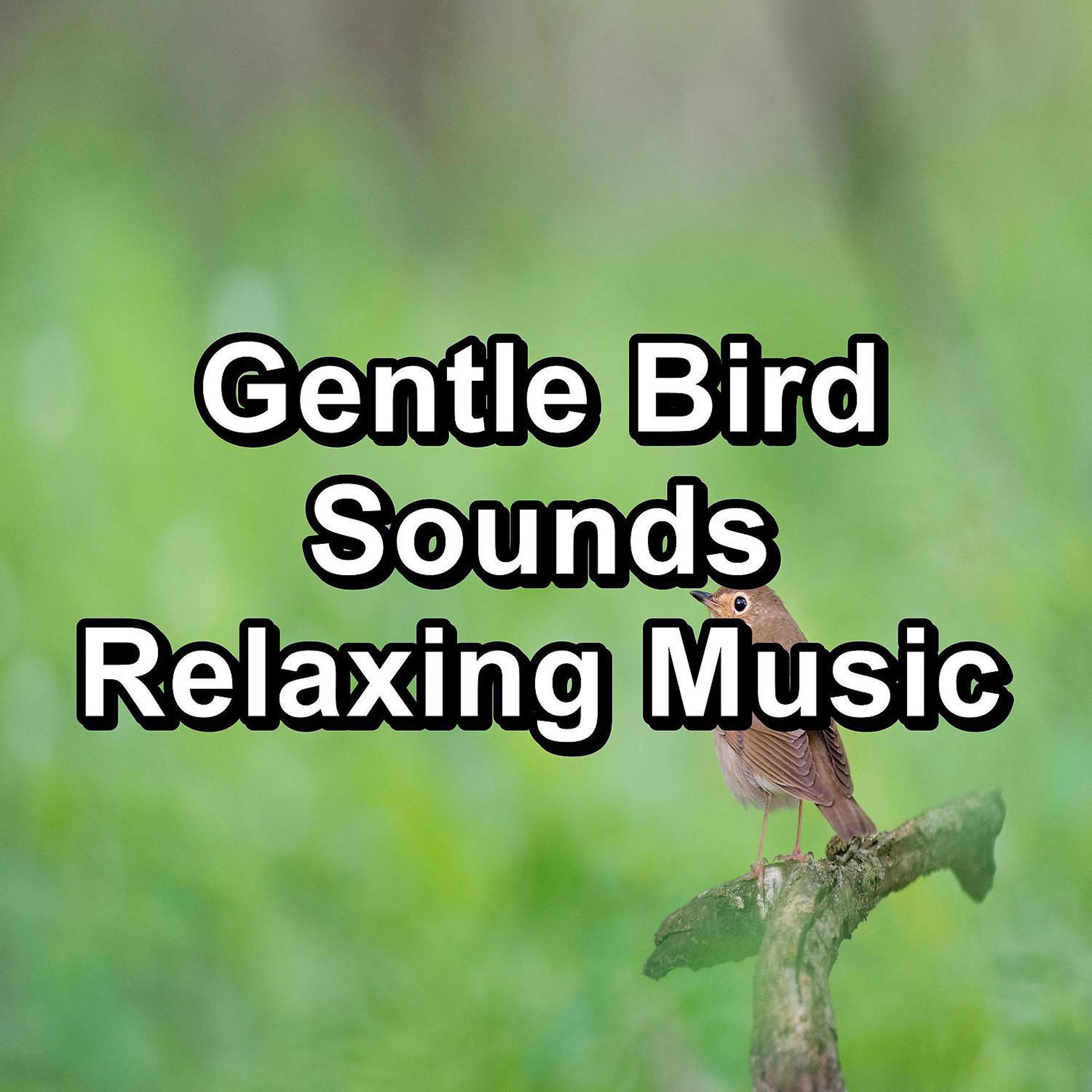 Постер альбома Gentle Bird Sounds Relaxing Music