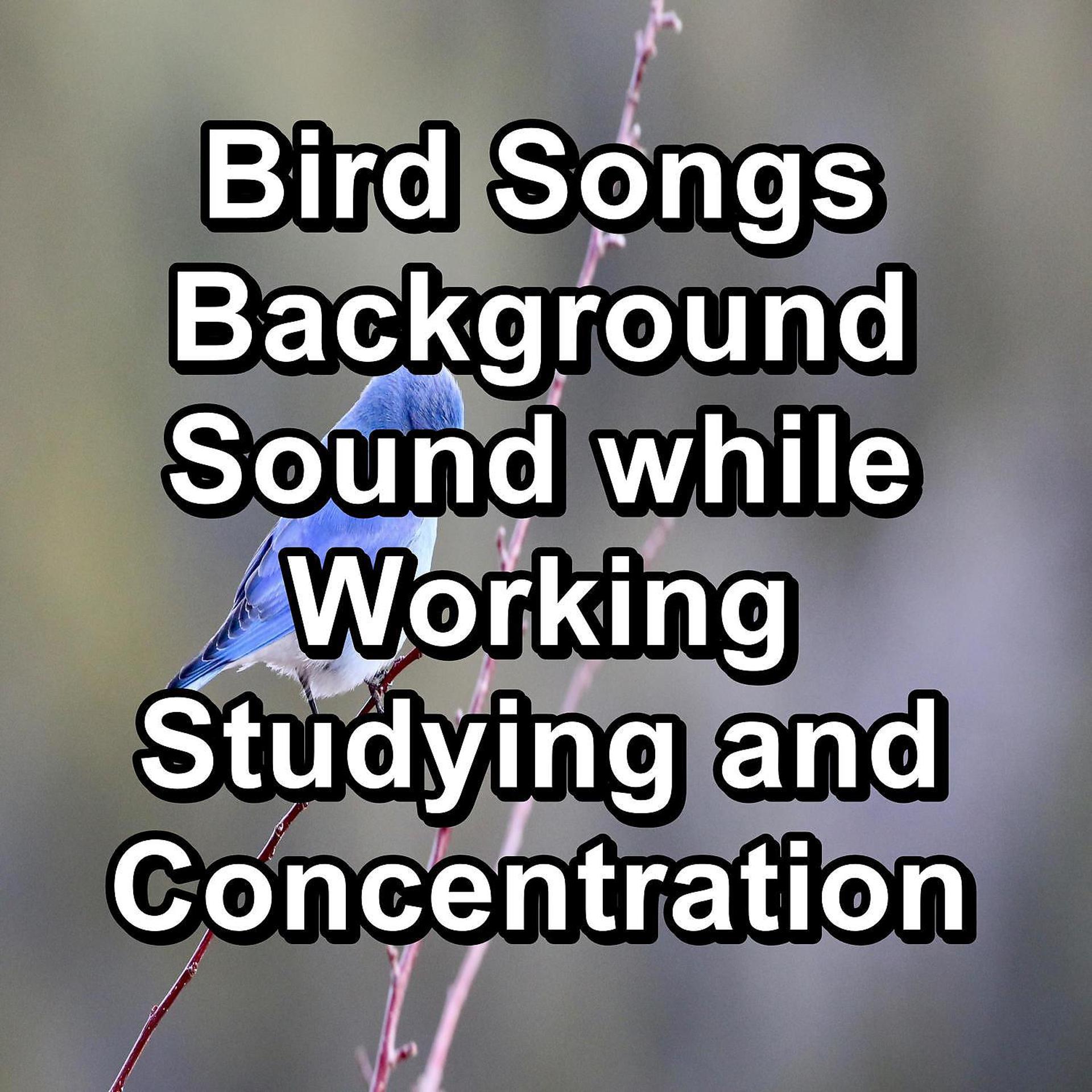 Постер альбома Bird Songs Background Sound while Working Studying and Concentration
