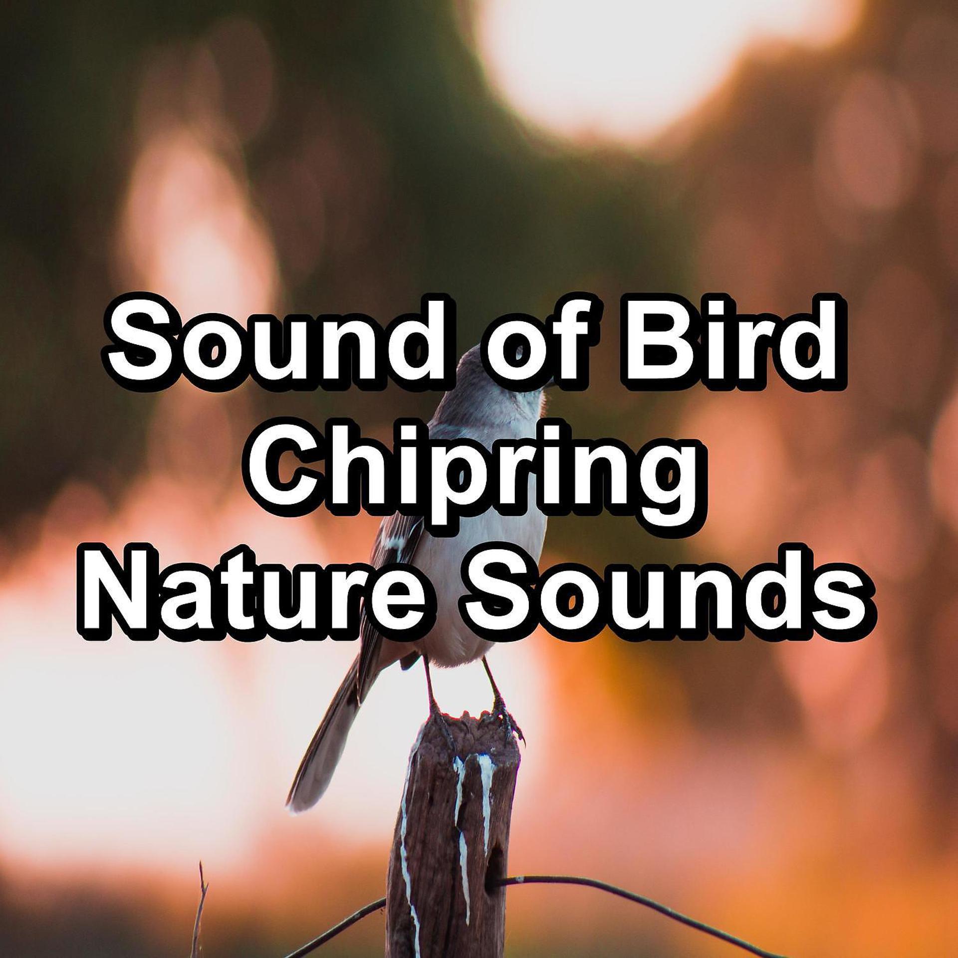 Постер альбома Sound of Bird Chipring Nature Sounds