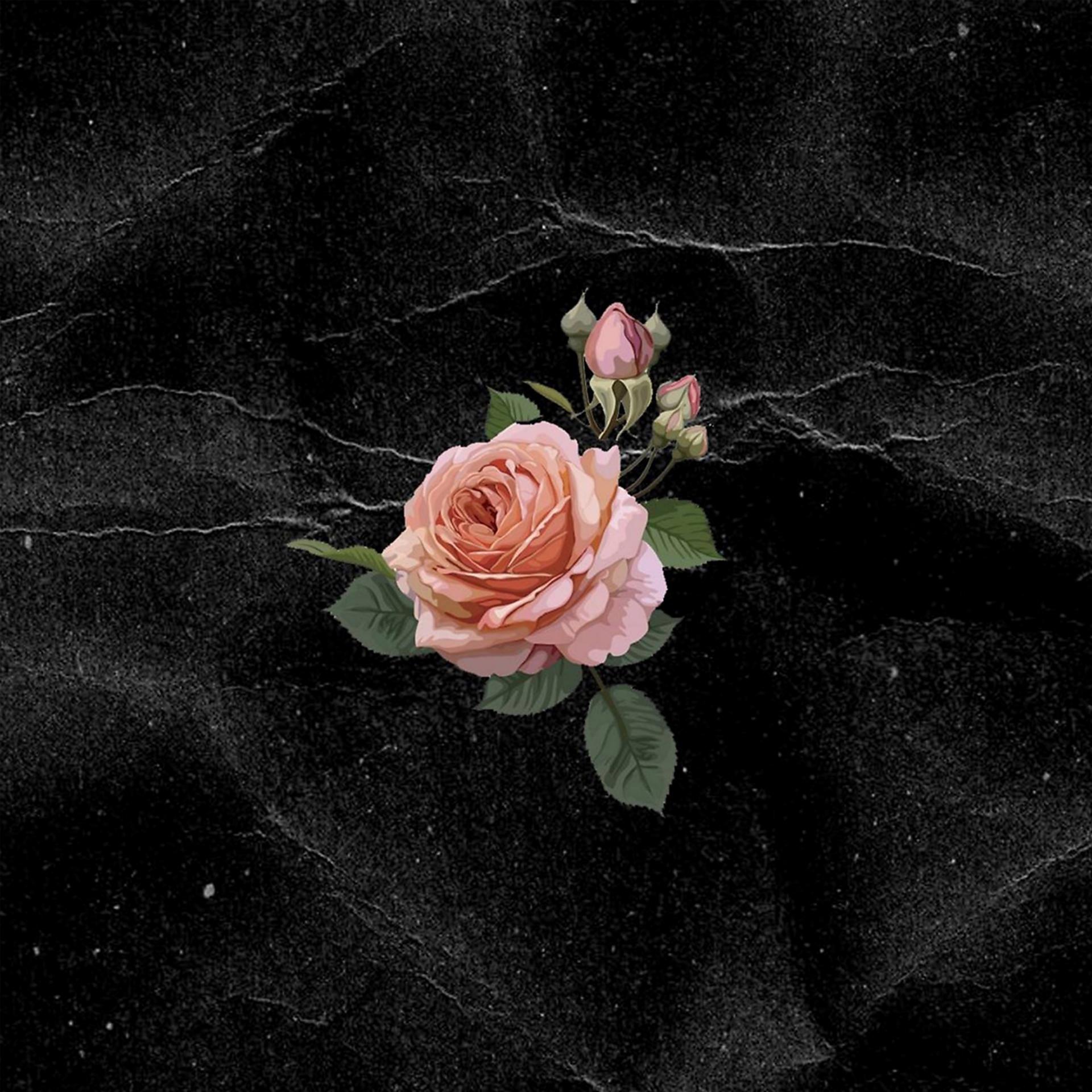 Постер альбома Розовые розы