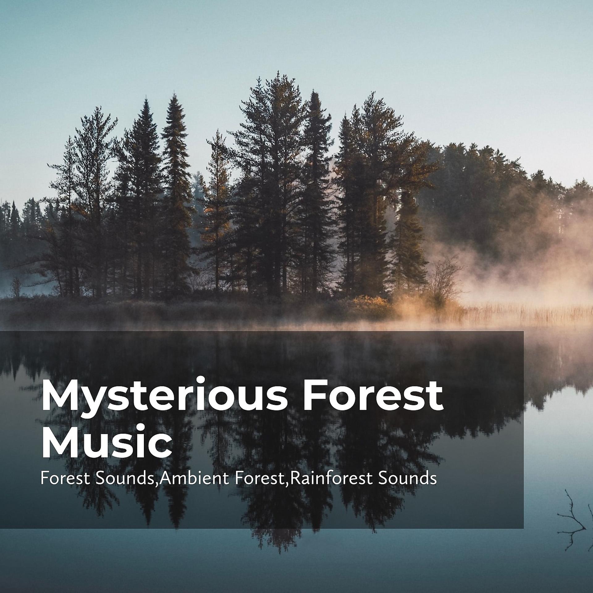 Постер альбома Mysterious Forest Music