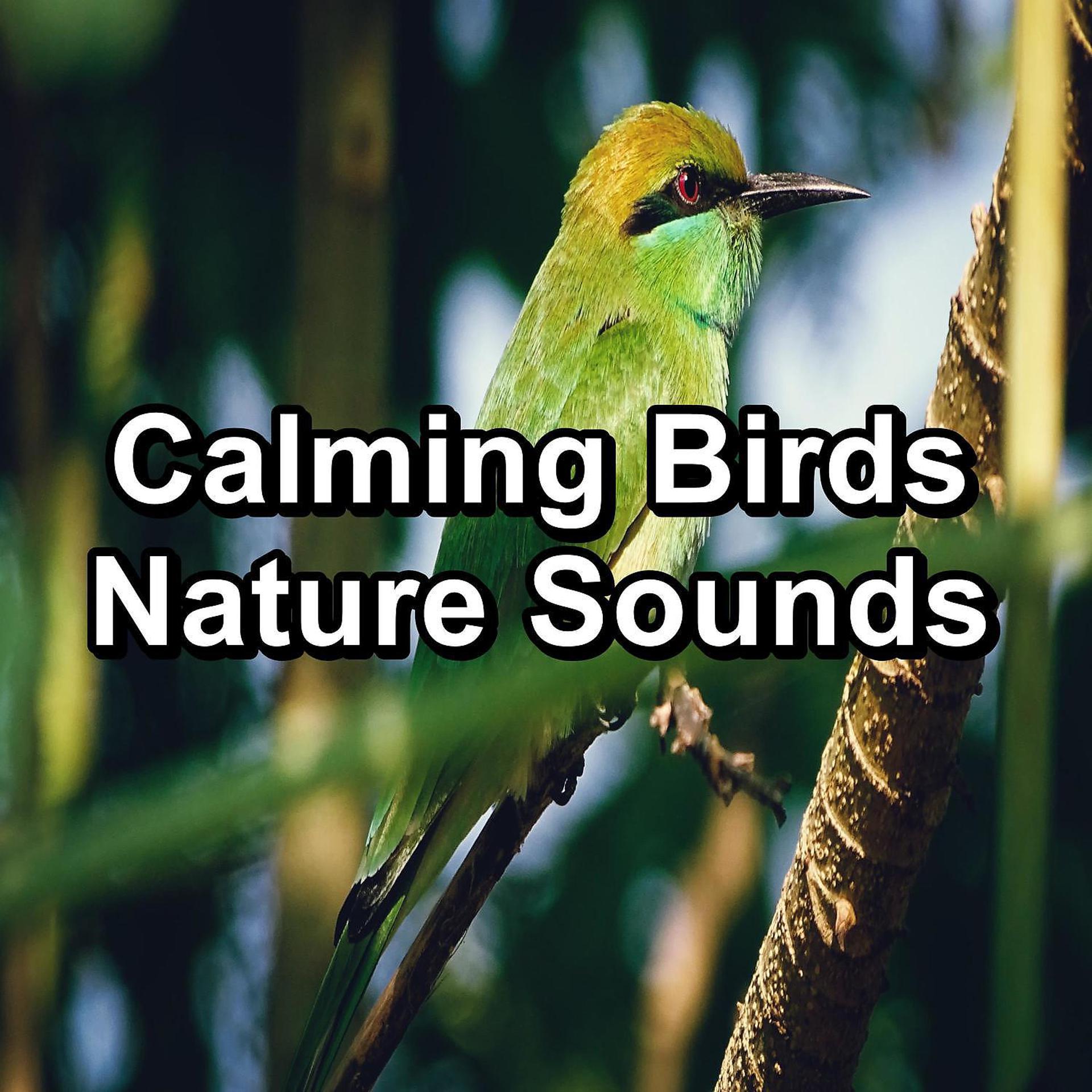 Постер альбома Calming Birds Nature Sounds