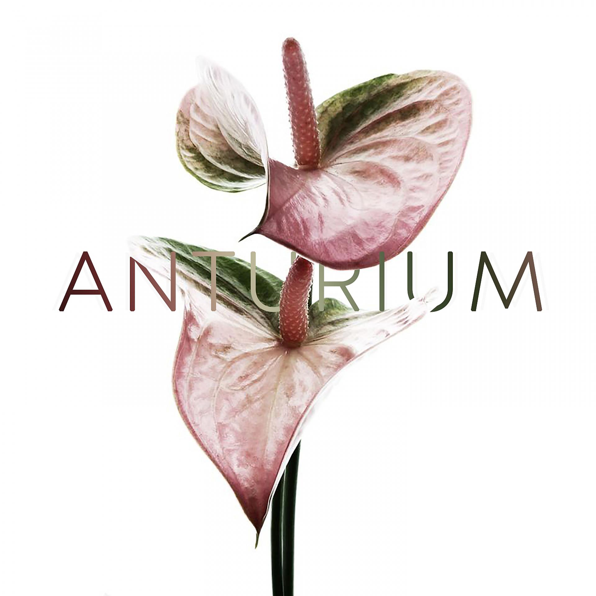 Постер альбома Anturium