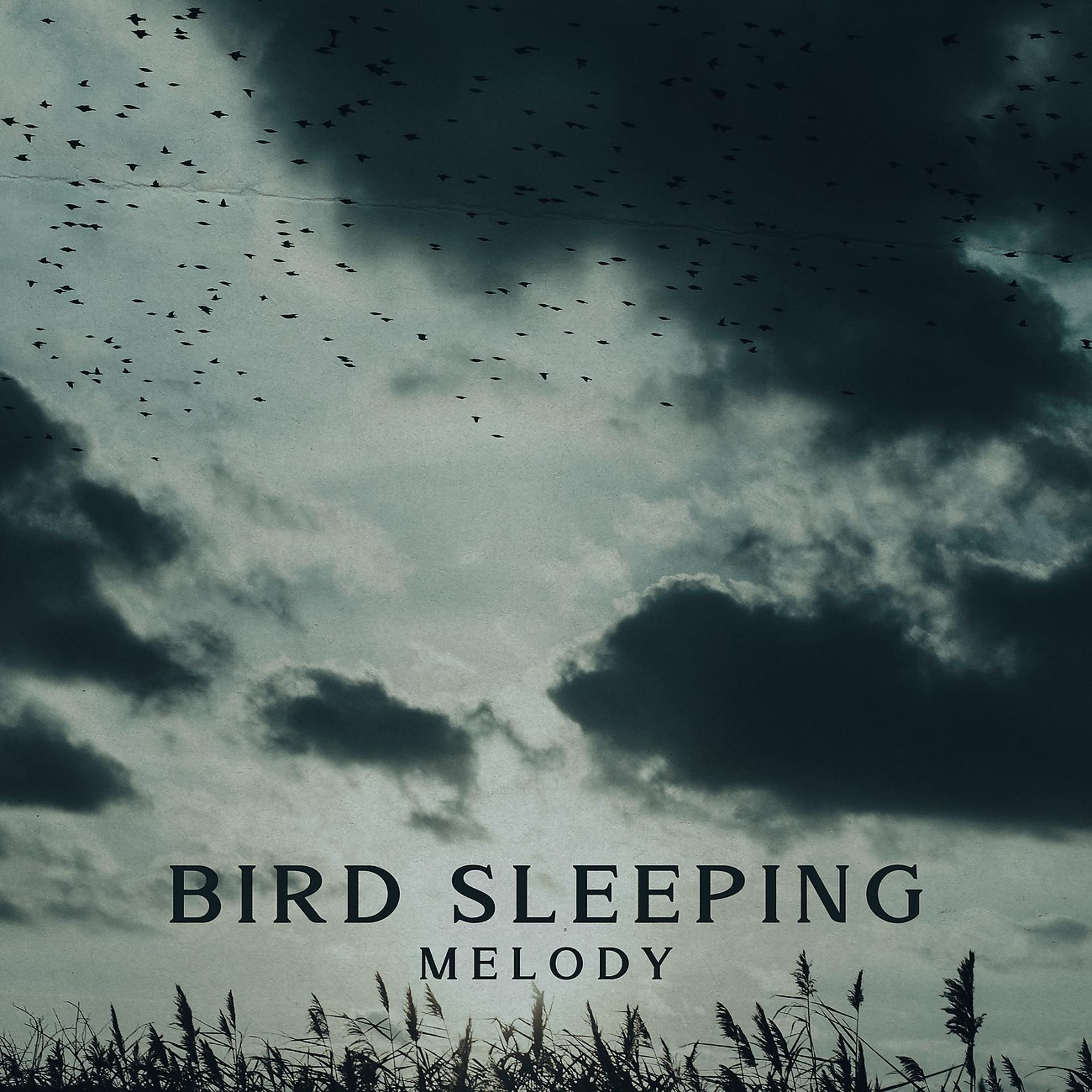 Постер альбома Bird Sleeping Melody - Healing Your Mind, Baby Nap Time, Pillow Lullabies, Delicate Sounds