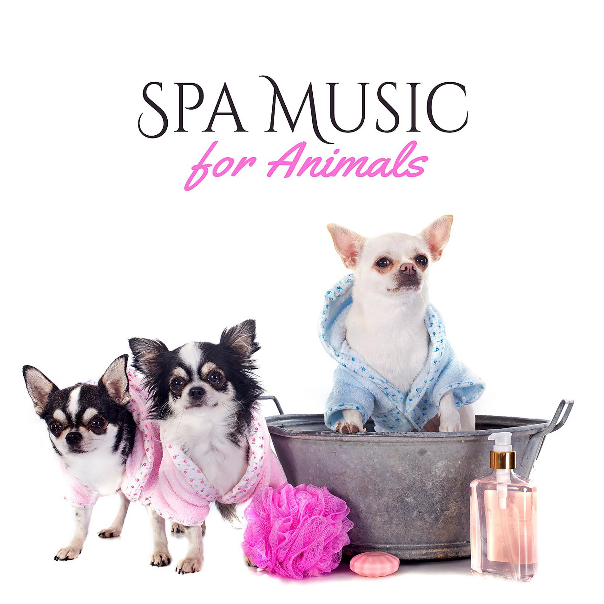 Постер альбома Spa Music for Animals (Relaxation, Relief and Calmness)