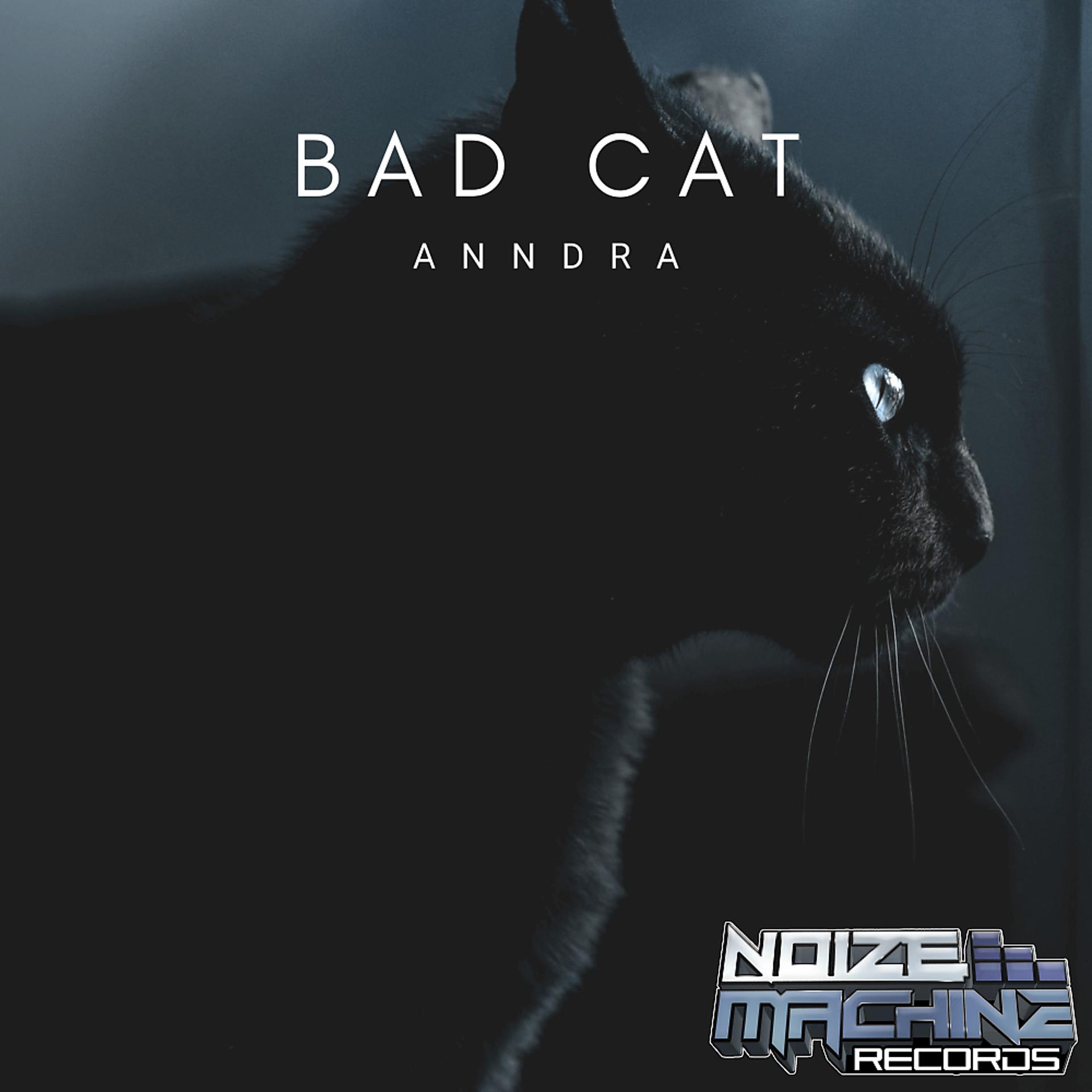 Постер альбома Bad Cat