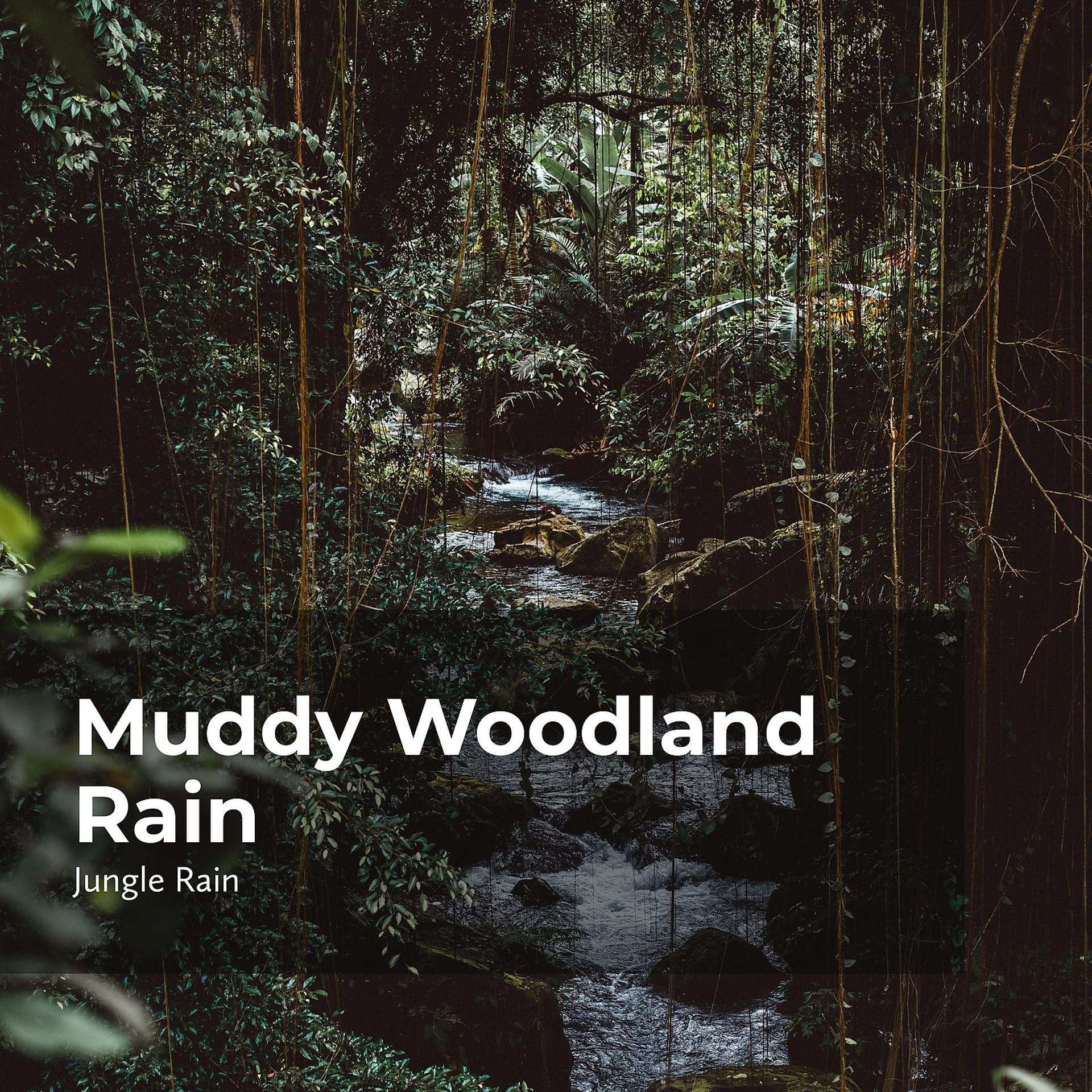 Постер альбома Muddy Woodland Rain