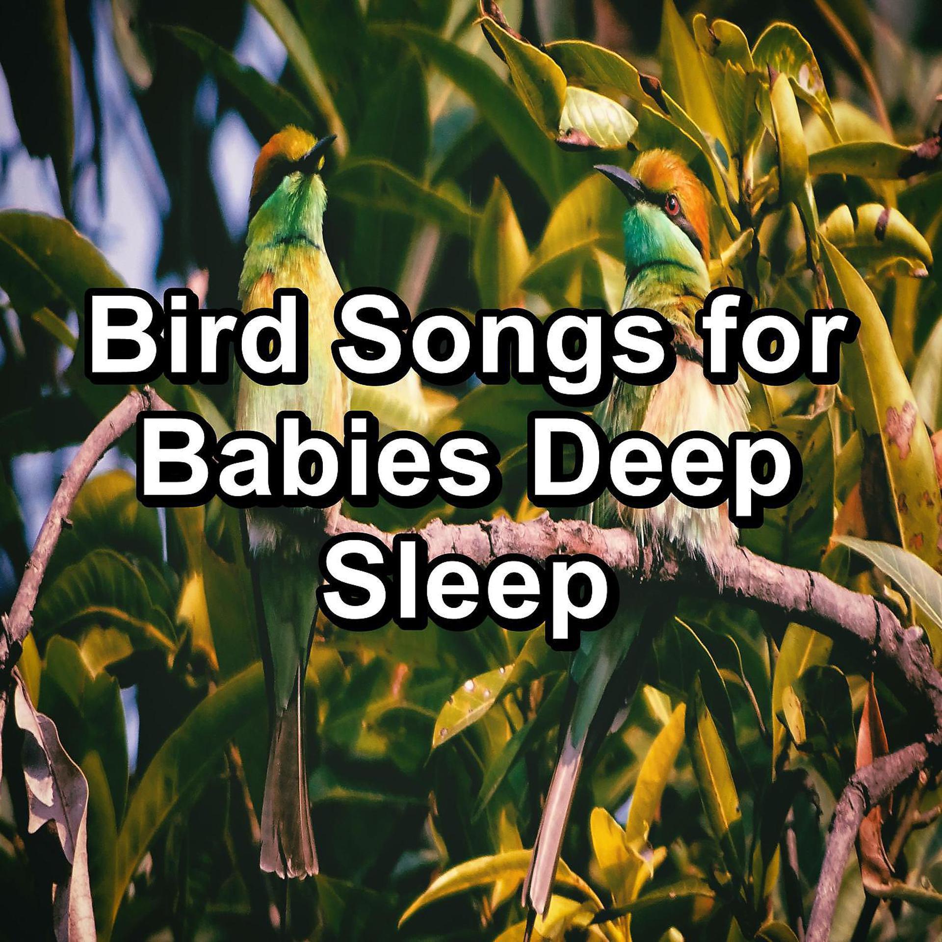 Постер альбома Bird Songs for Babies Deep Sleep