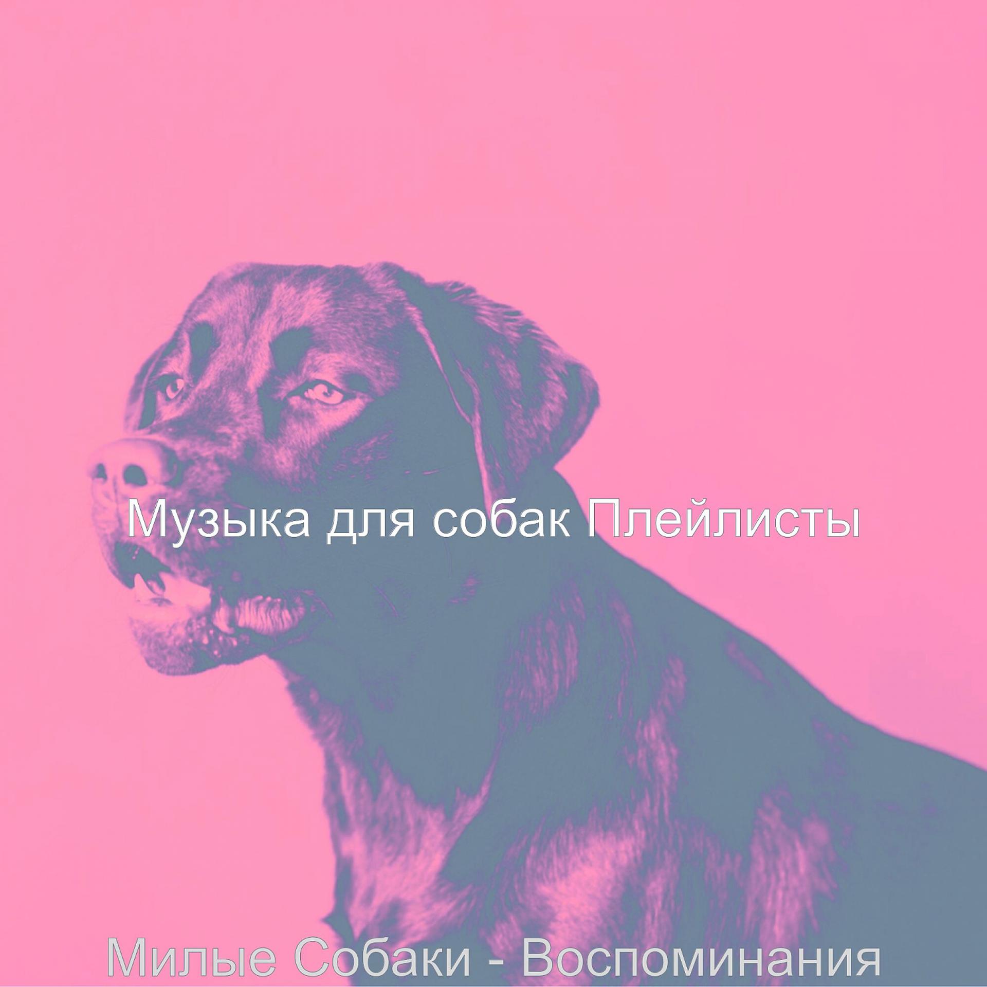 Постер альбома Милые Собаки - Воспоминания