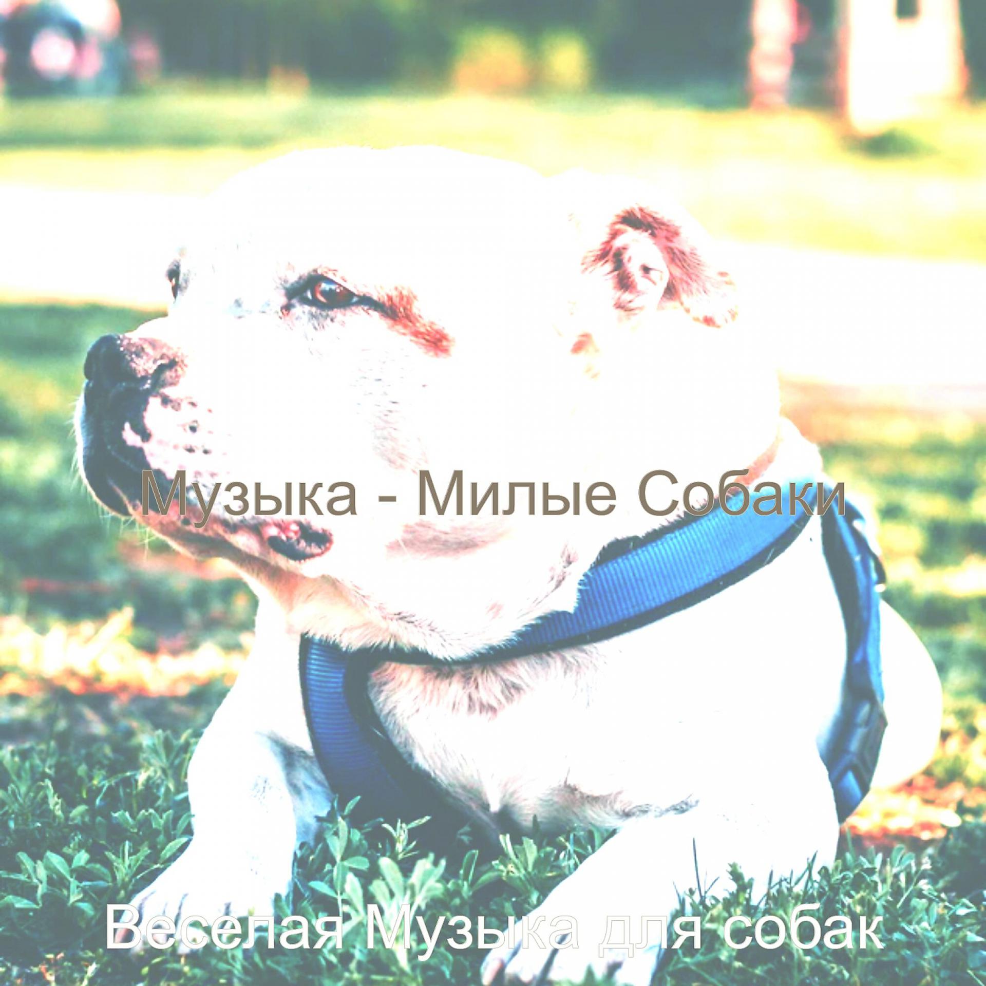 Постер альбома Музыка - Милые Собаки