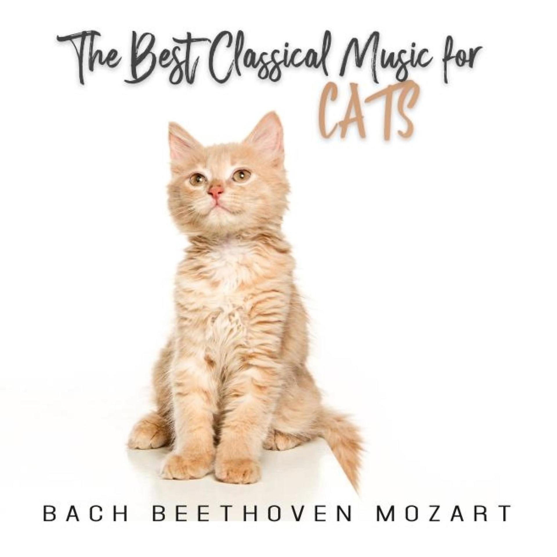 Постер альбома The Best Classical Music for Cats: Bach, Beethoven, Mozart, Calm Down Your Animal when You Are Out, Piano Music