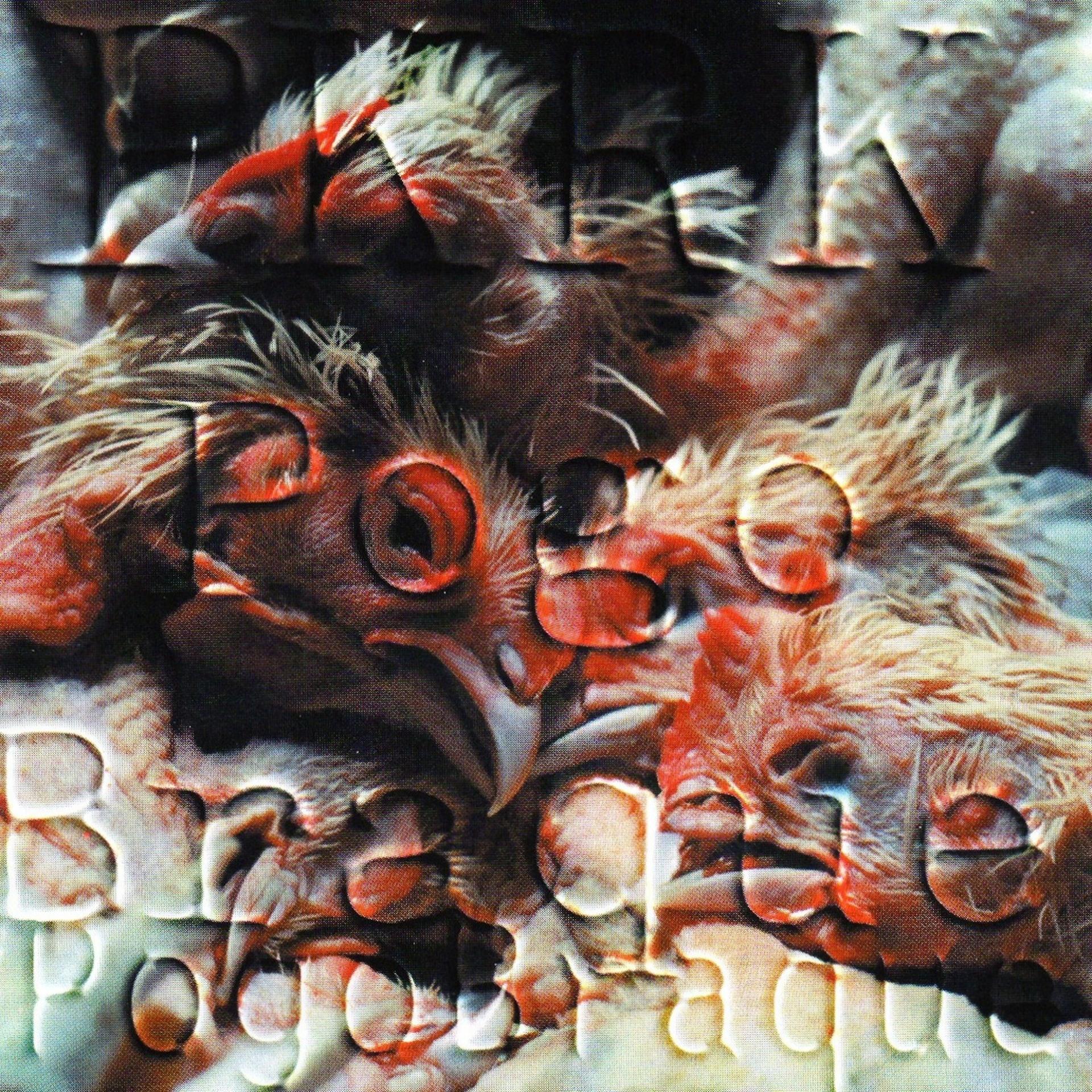 Постер альбома Pogo Braque