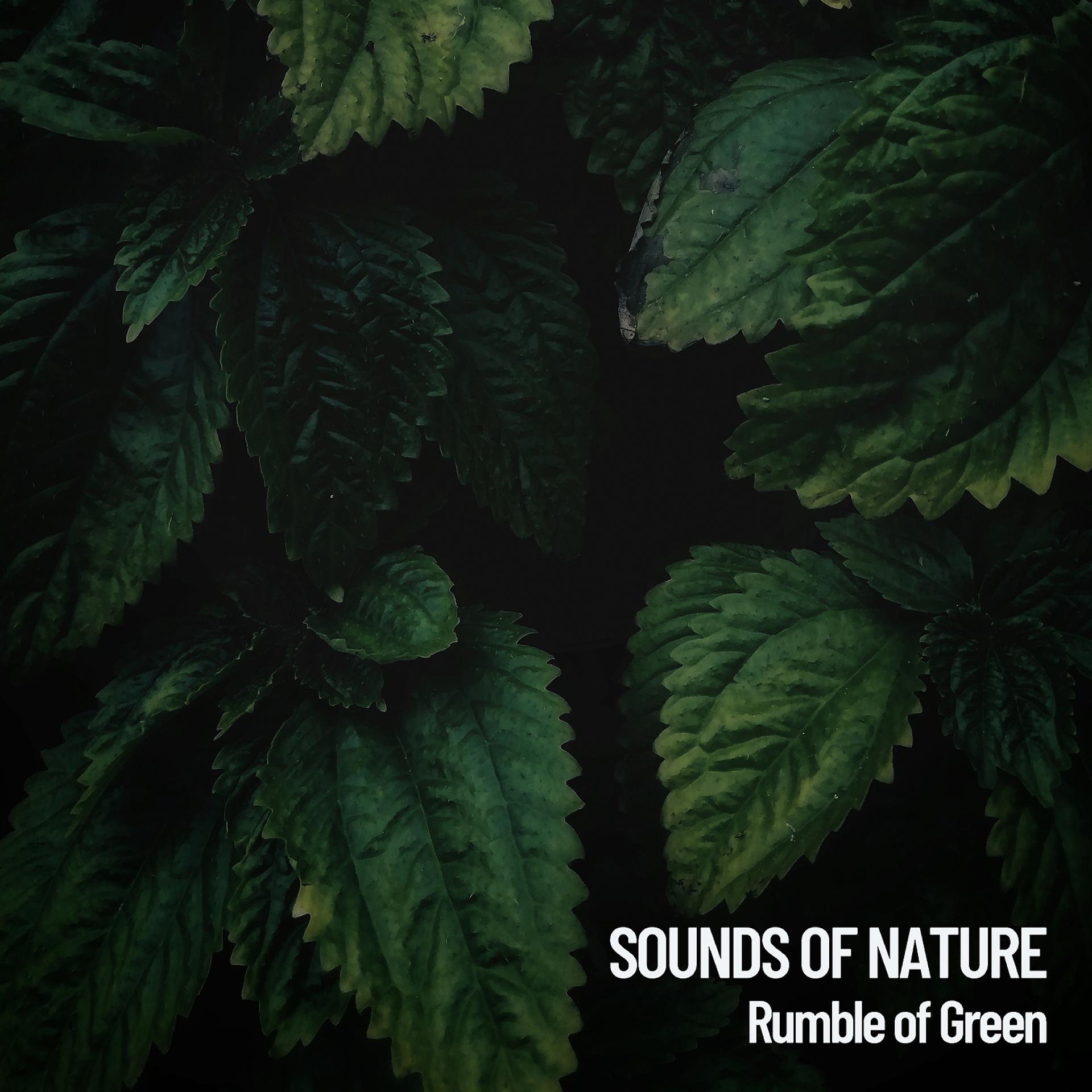 Постер альбома Sounds of Nature: Rumble of Green