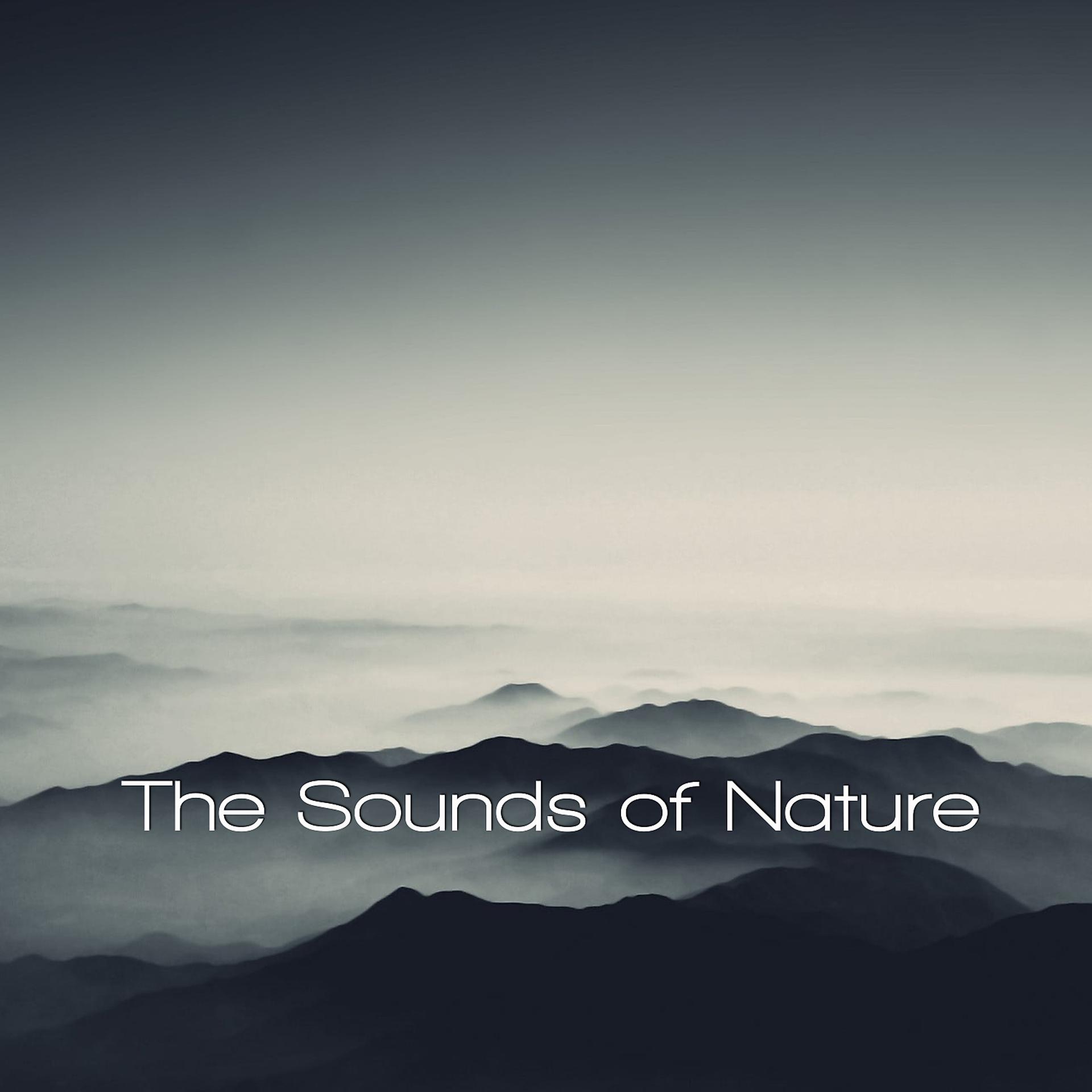 Постер альбома The Sounds Of Nature (feat. Weather Unlimited & Nature Essentials)