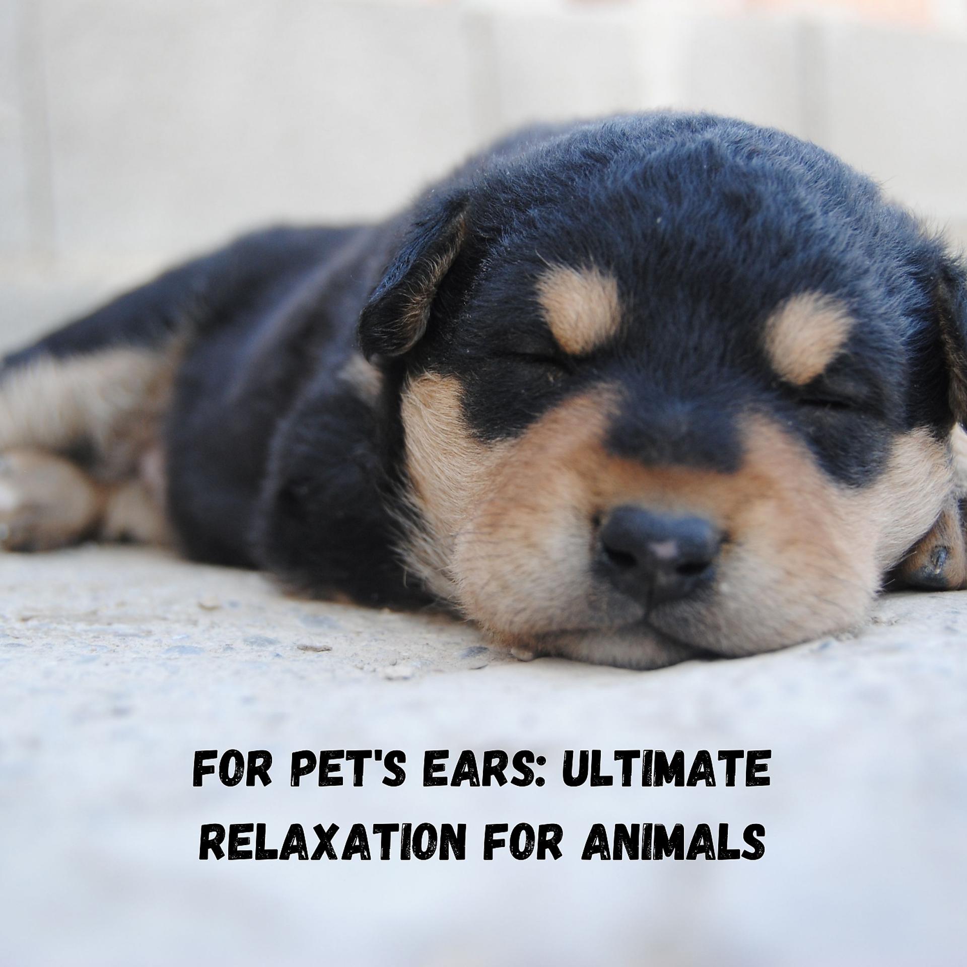 Постер альбома For Pet's Ears: Ultimate Relaxation for Animals
