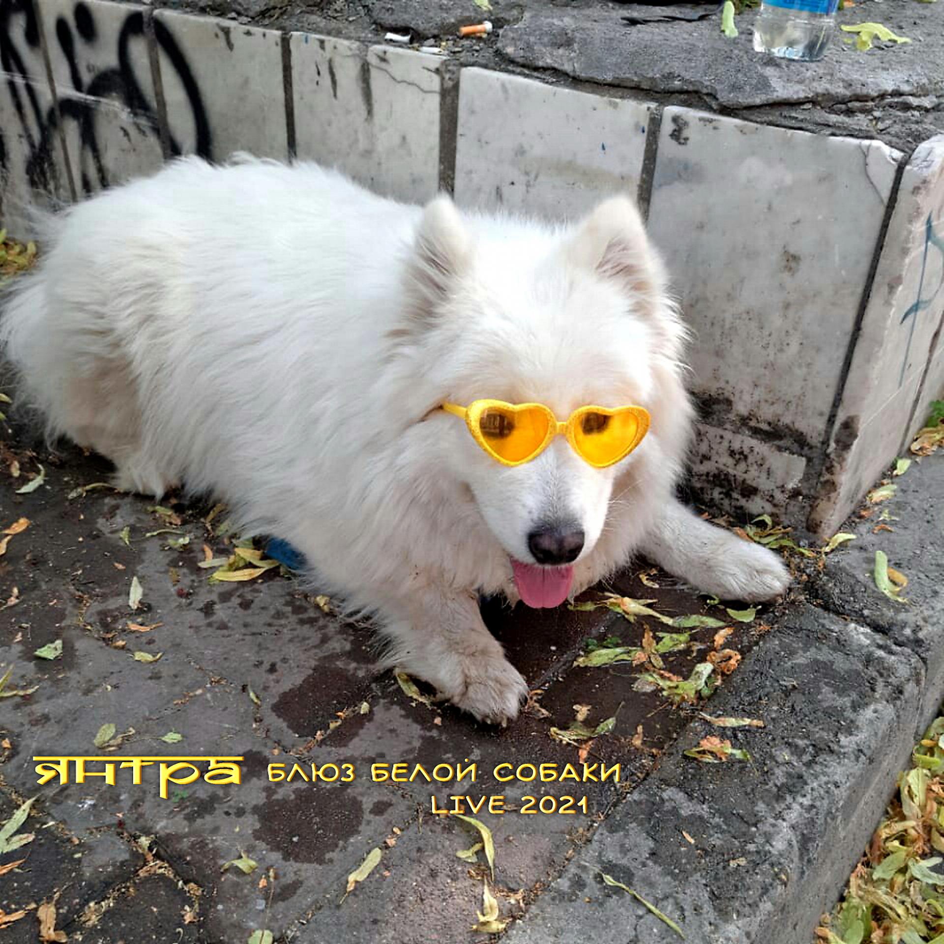 Постер альбома Блюз белой собаки