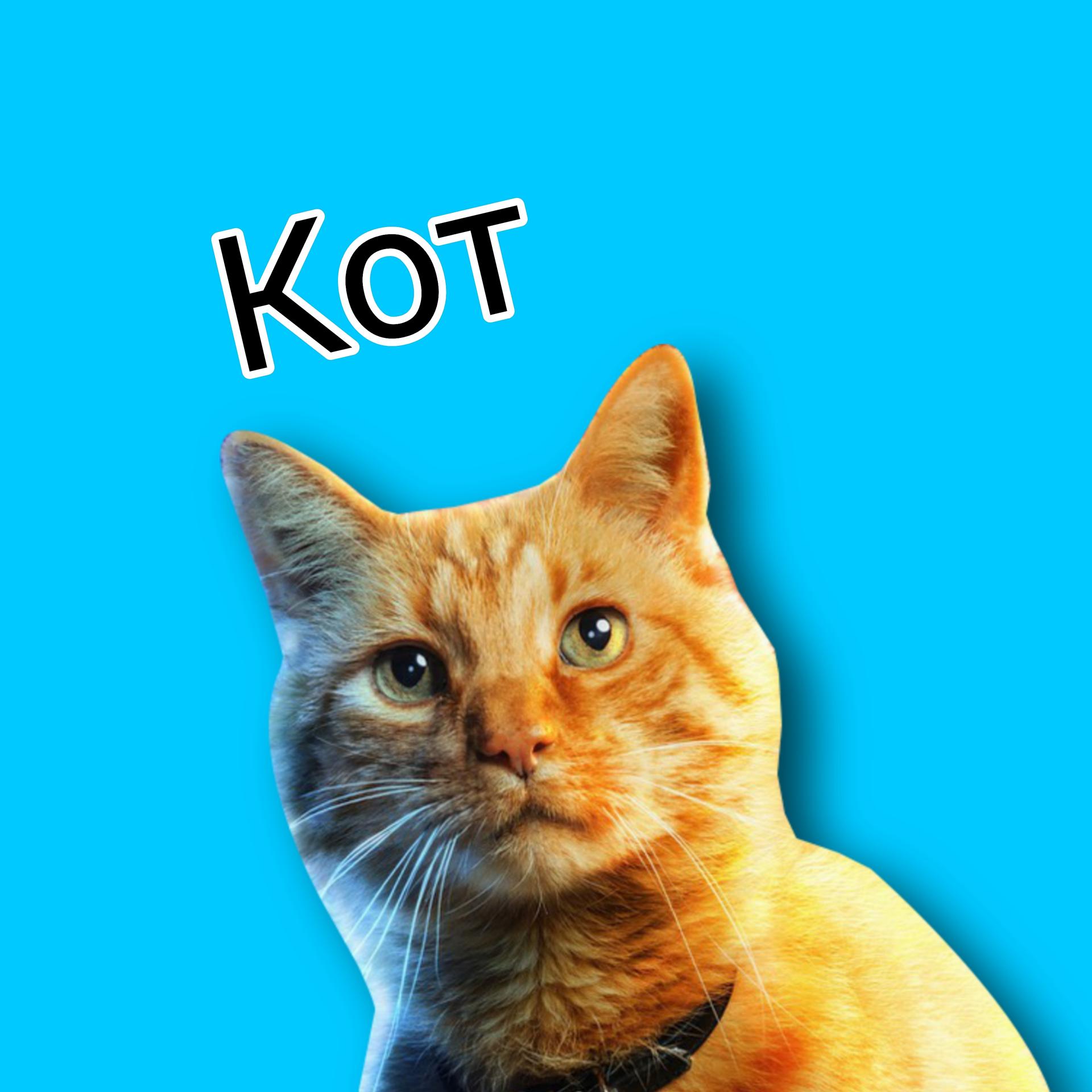 Постер альбома Кот
