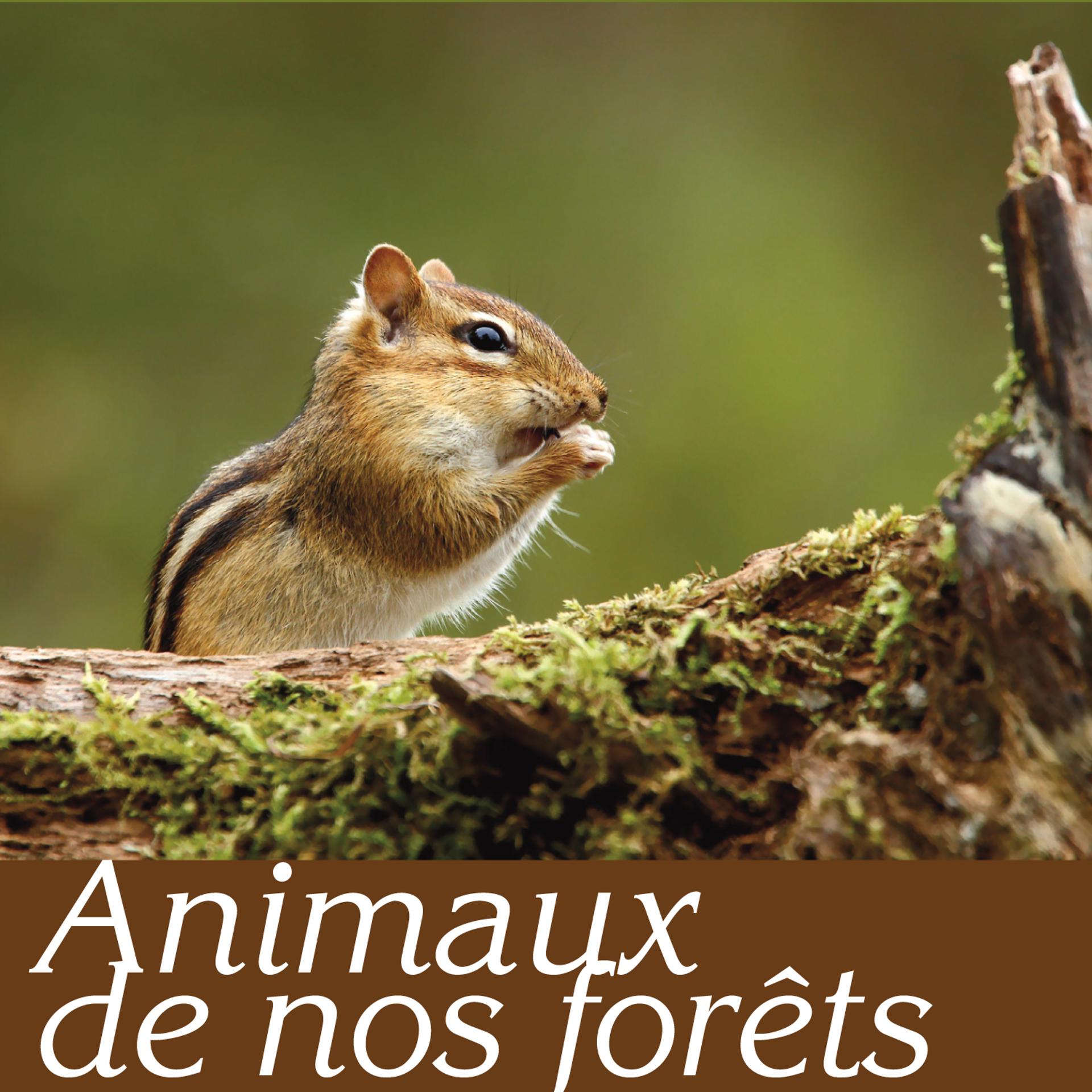 Постер альбома Animaux de nos forêts