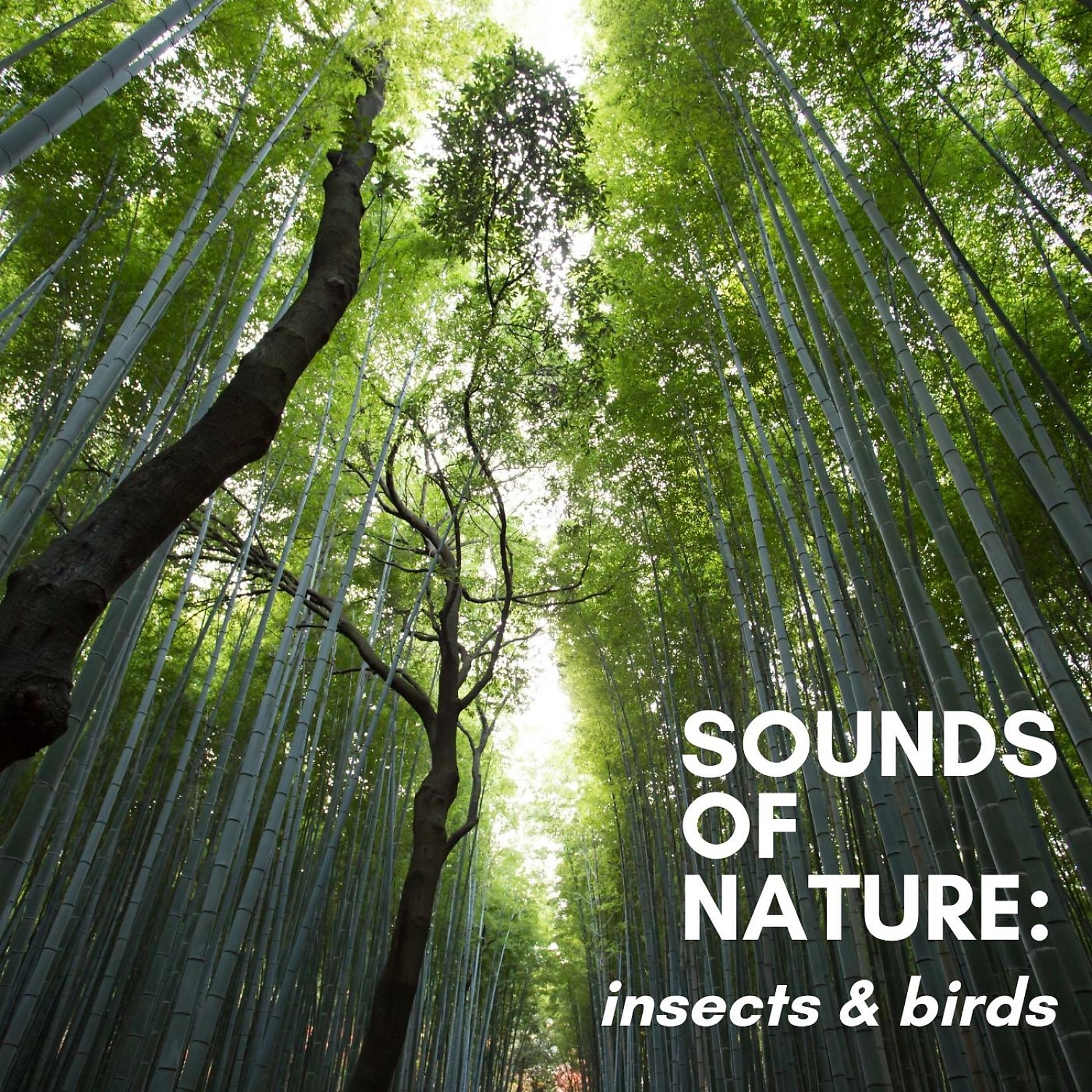 Постер альбома Sounds of Nature: Insects & Birds