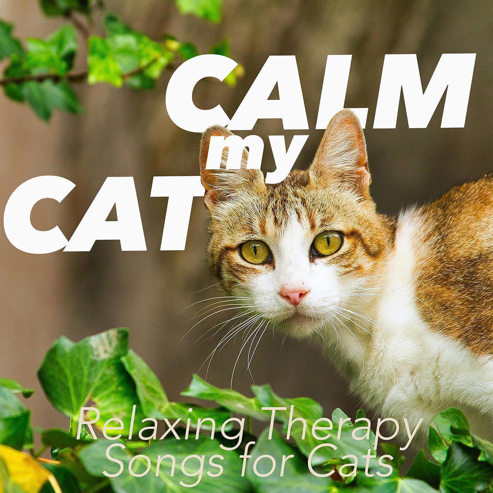 Постер альбома Calm My Cat : Relaxing Therapy Songs for Cats