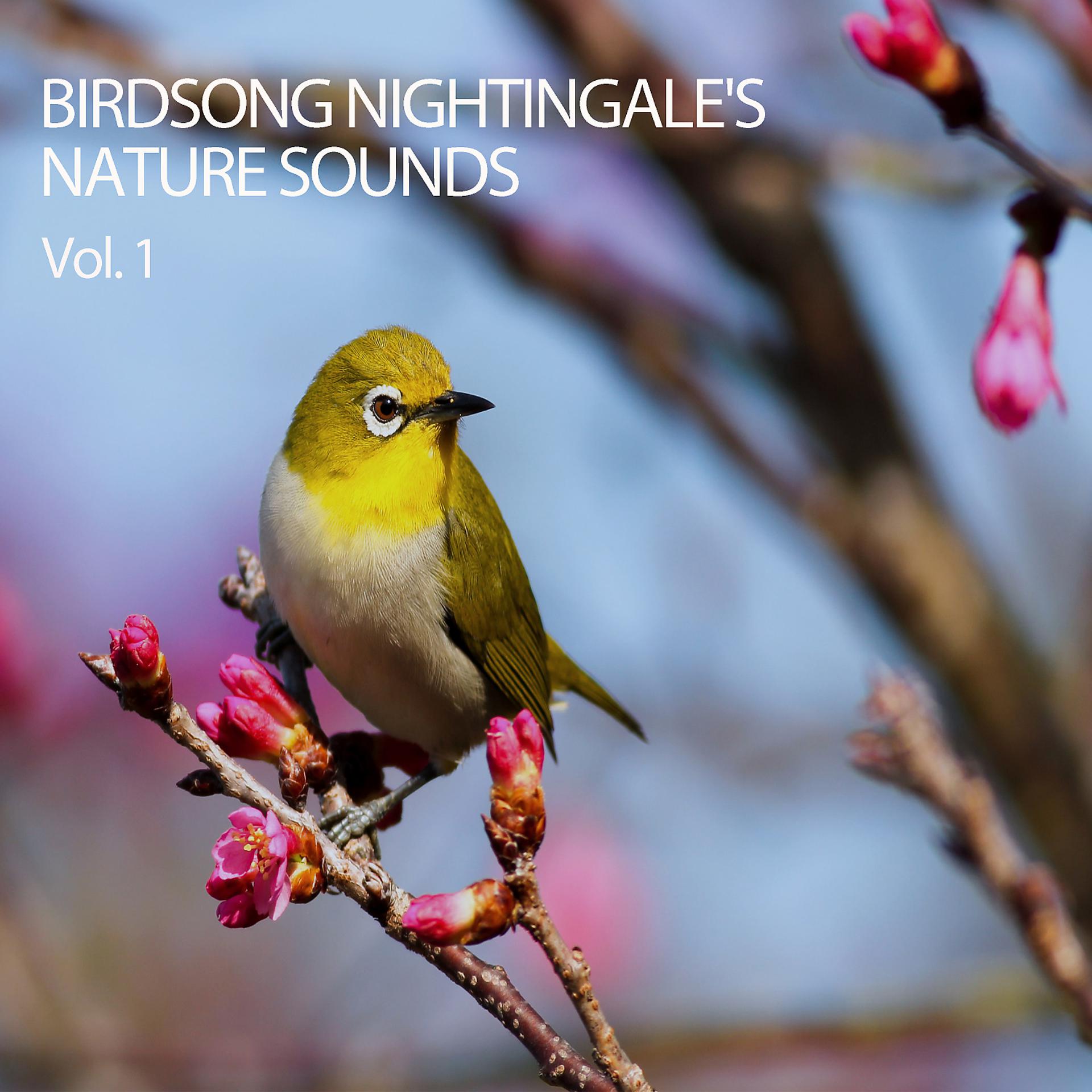 Постер альбома Birdsong Nightingale's Nature Sounds Vol. 1