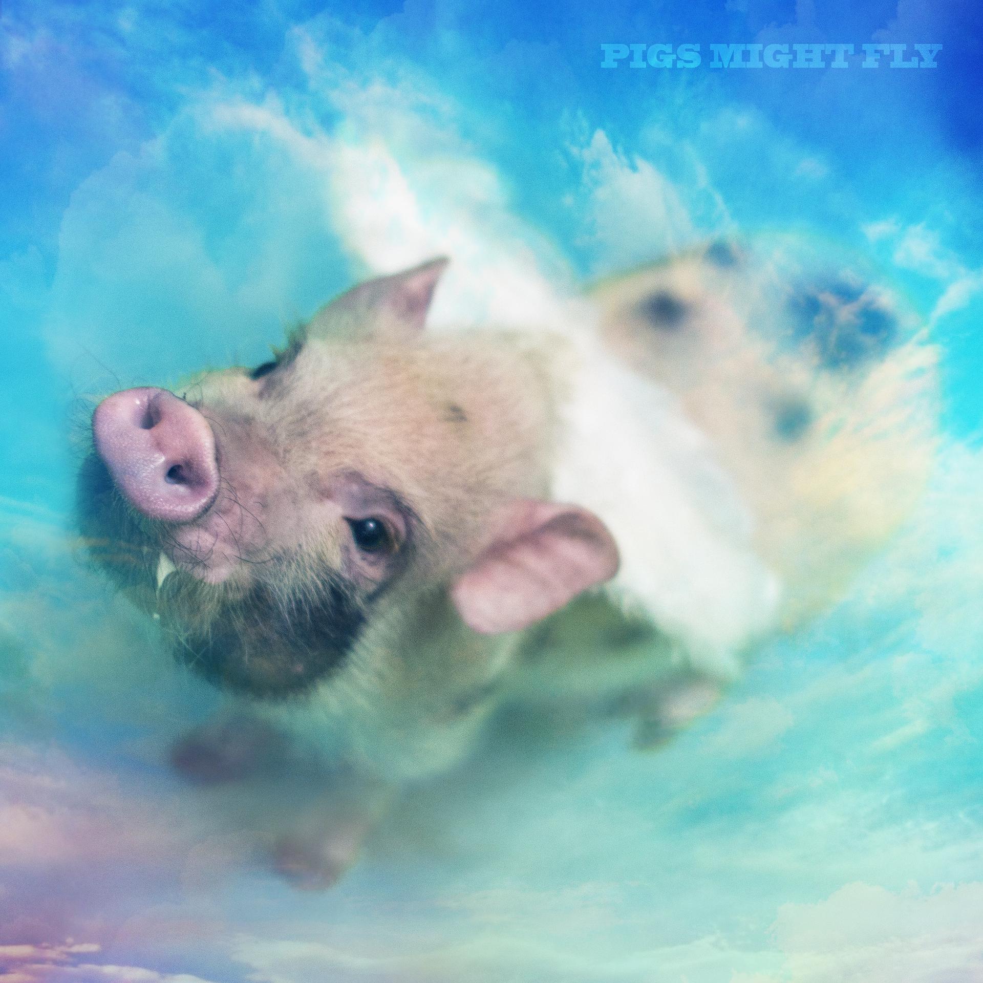 Постер альбома Pigs Might Fly