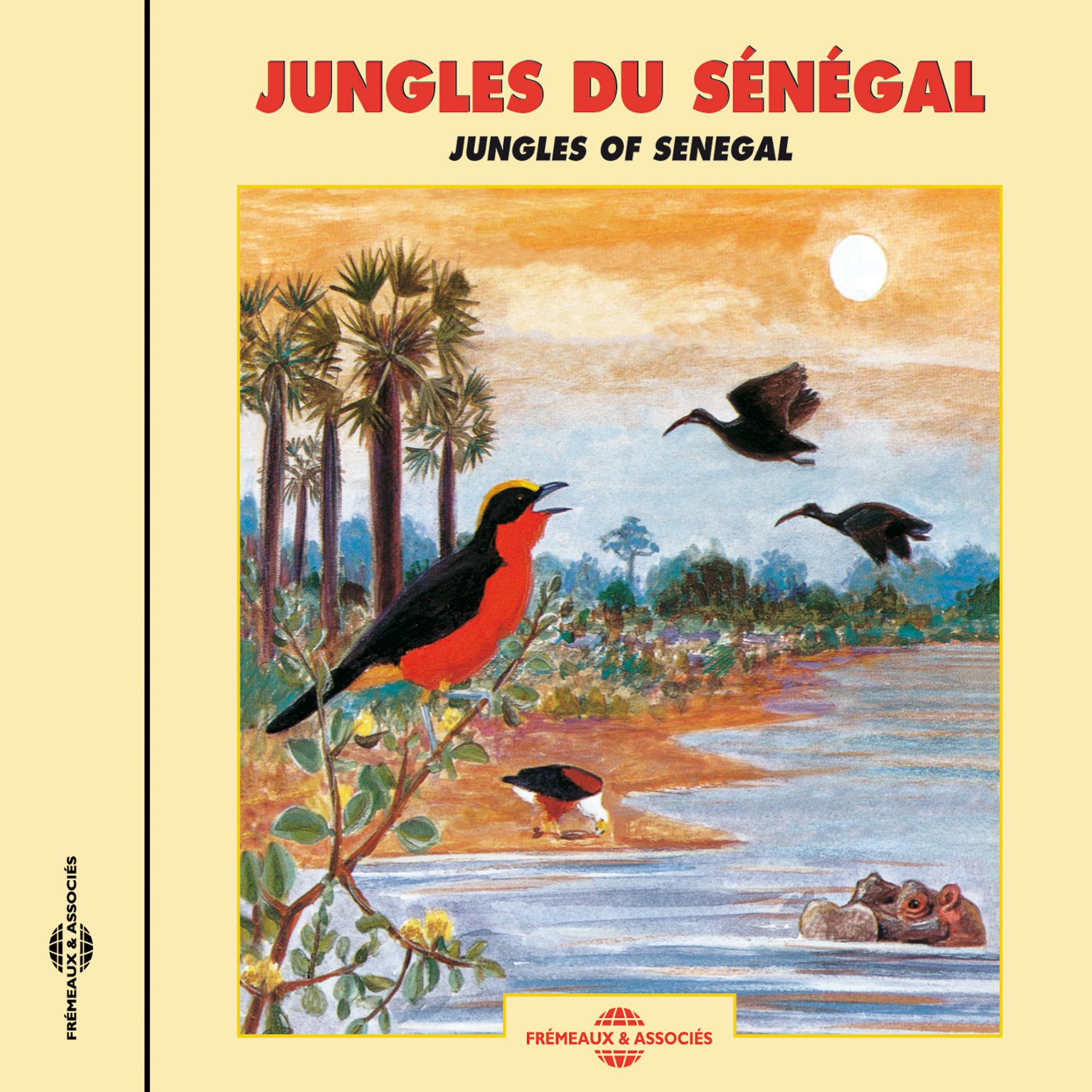 Постер альбома Jungles Du Sénégal