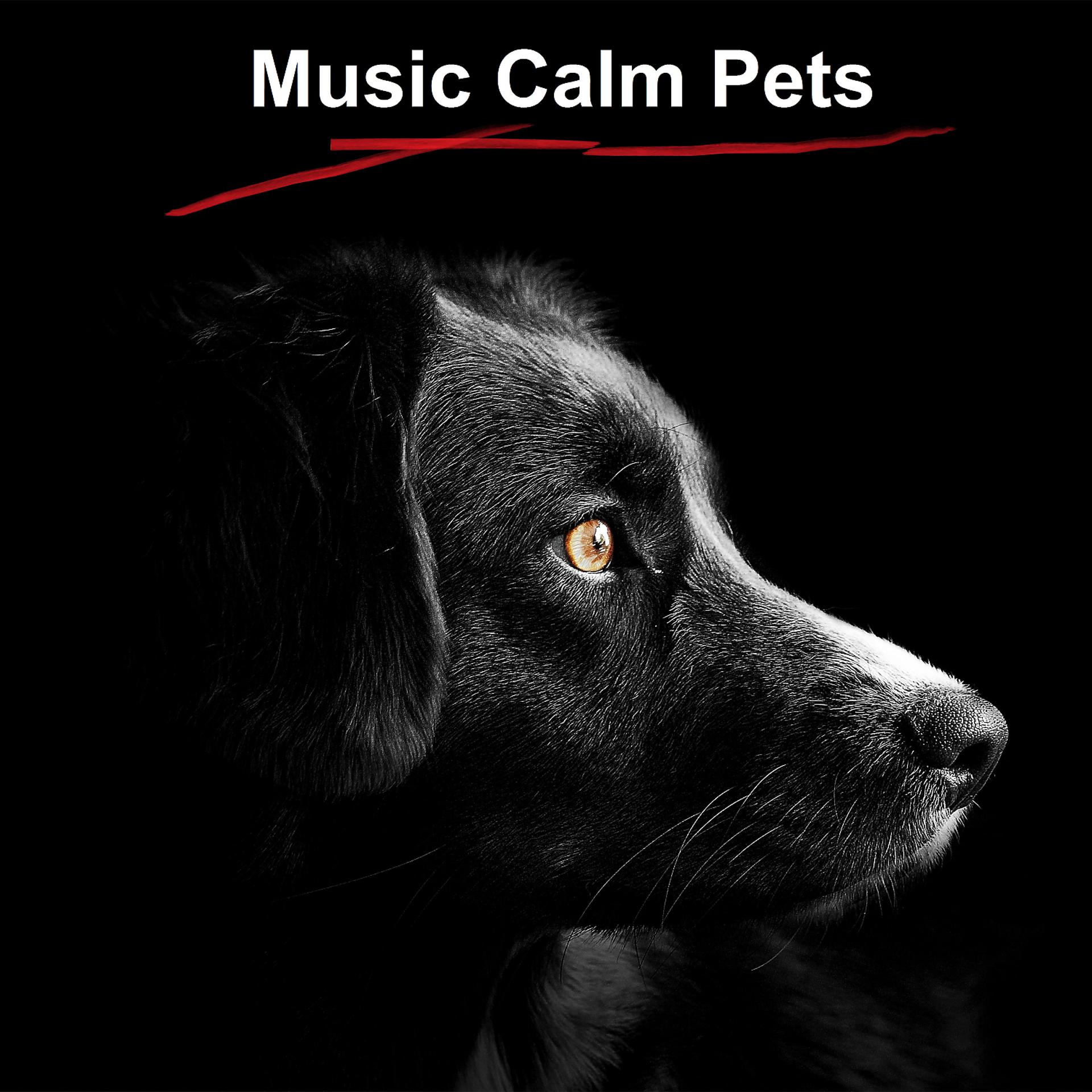 Постер альбома Music Calm Pets
