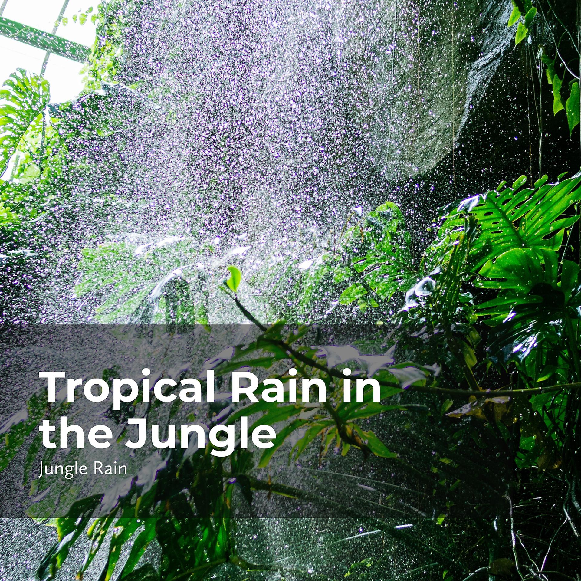Постер альбома Tropical Rain in the Jungle