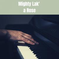 Постер альбома Mighty Lak' a Rose