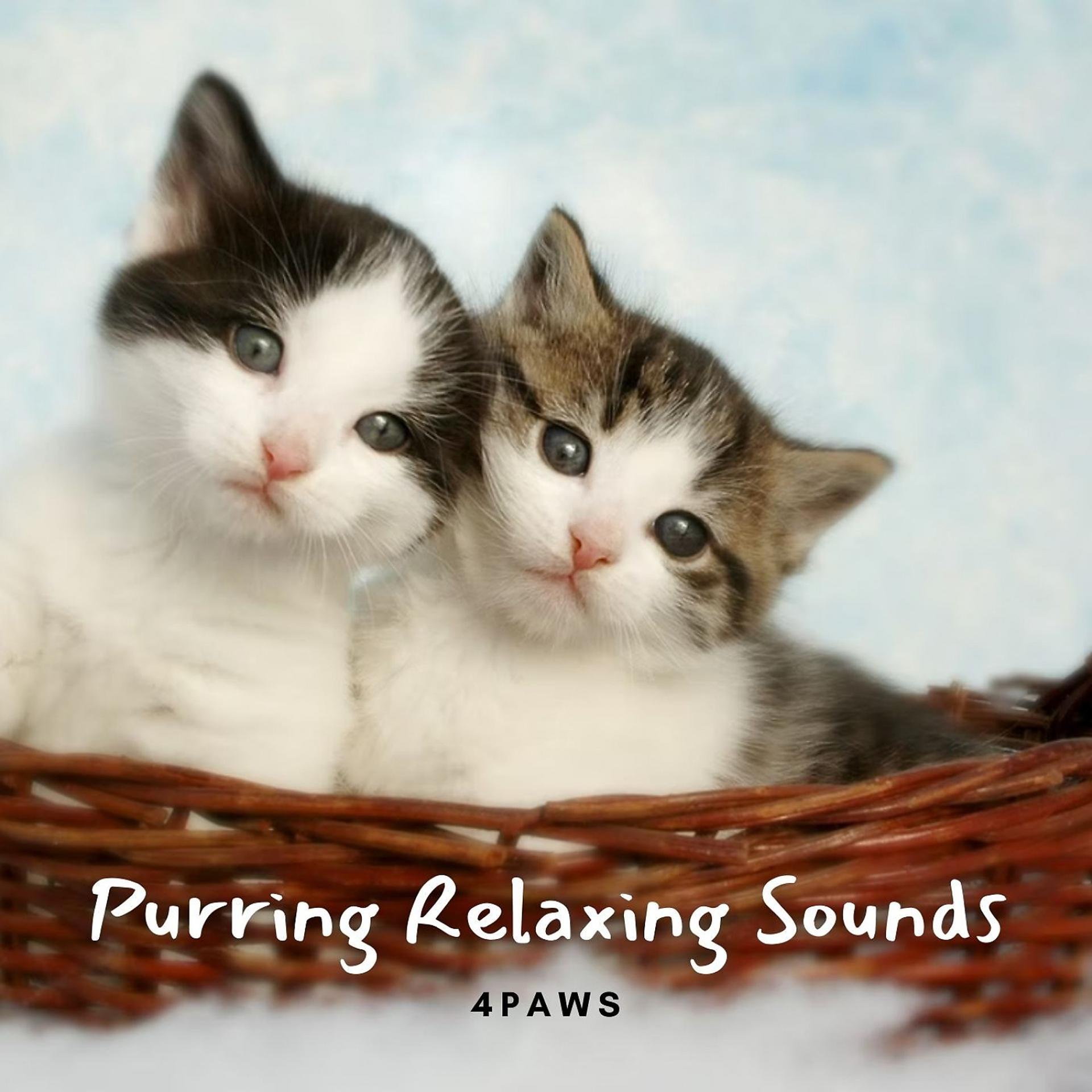 Постер альбома 4Paws: Purring Relaxing Sounds