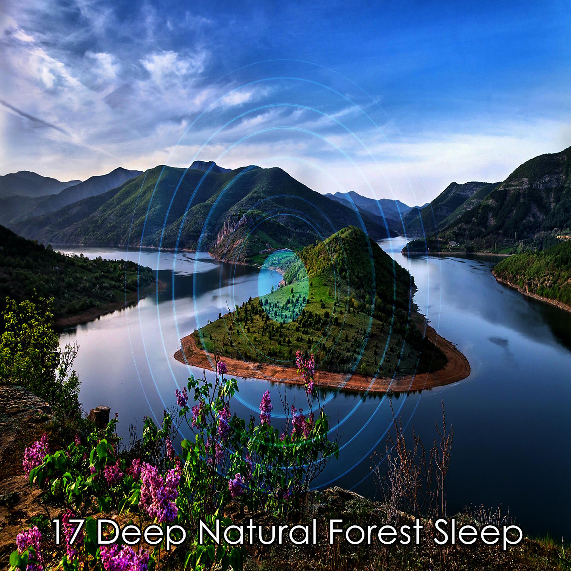 Постер альбома 17 Глубокий естественный лесной сон