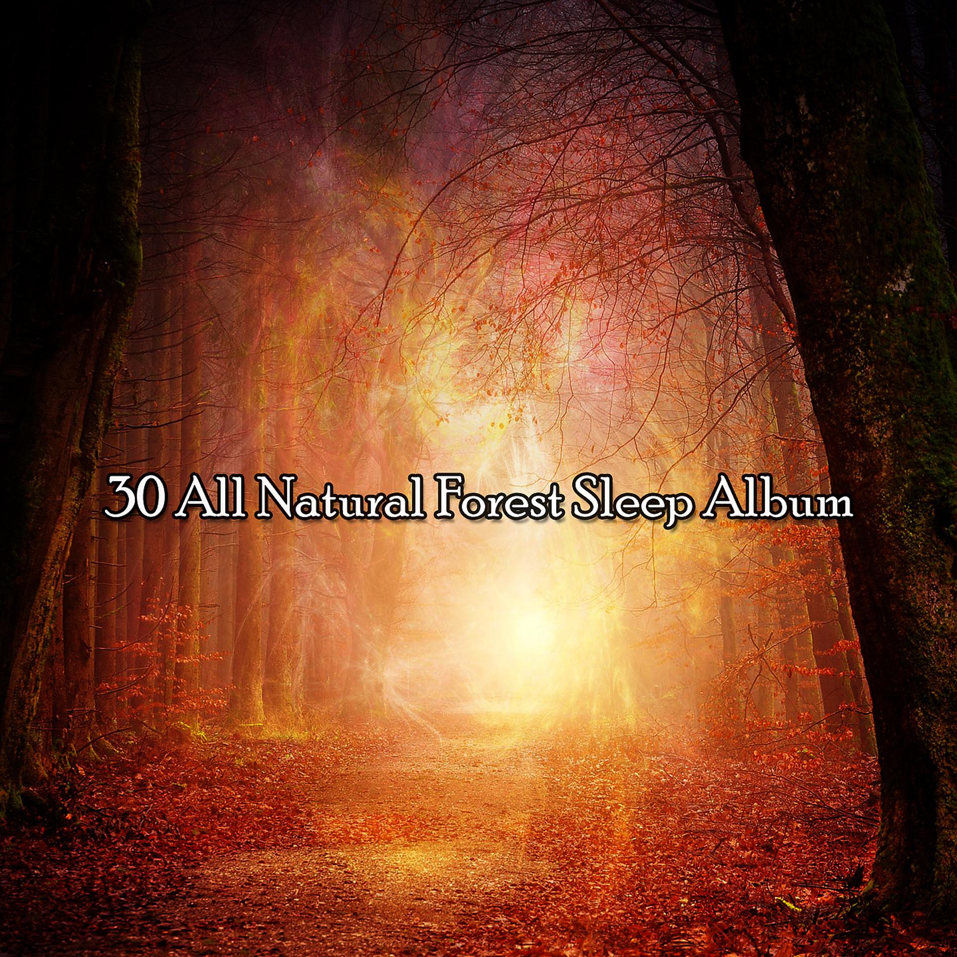 Постер альбома 30 All Natural Forest Sleep Album