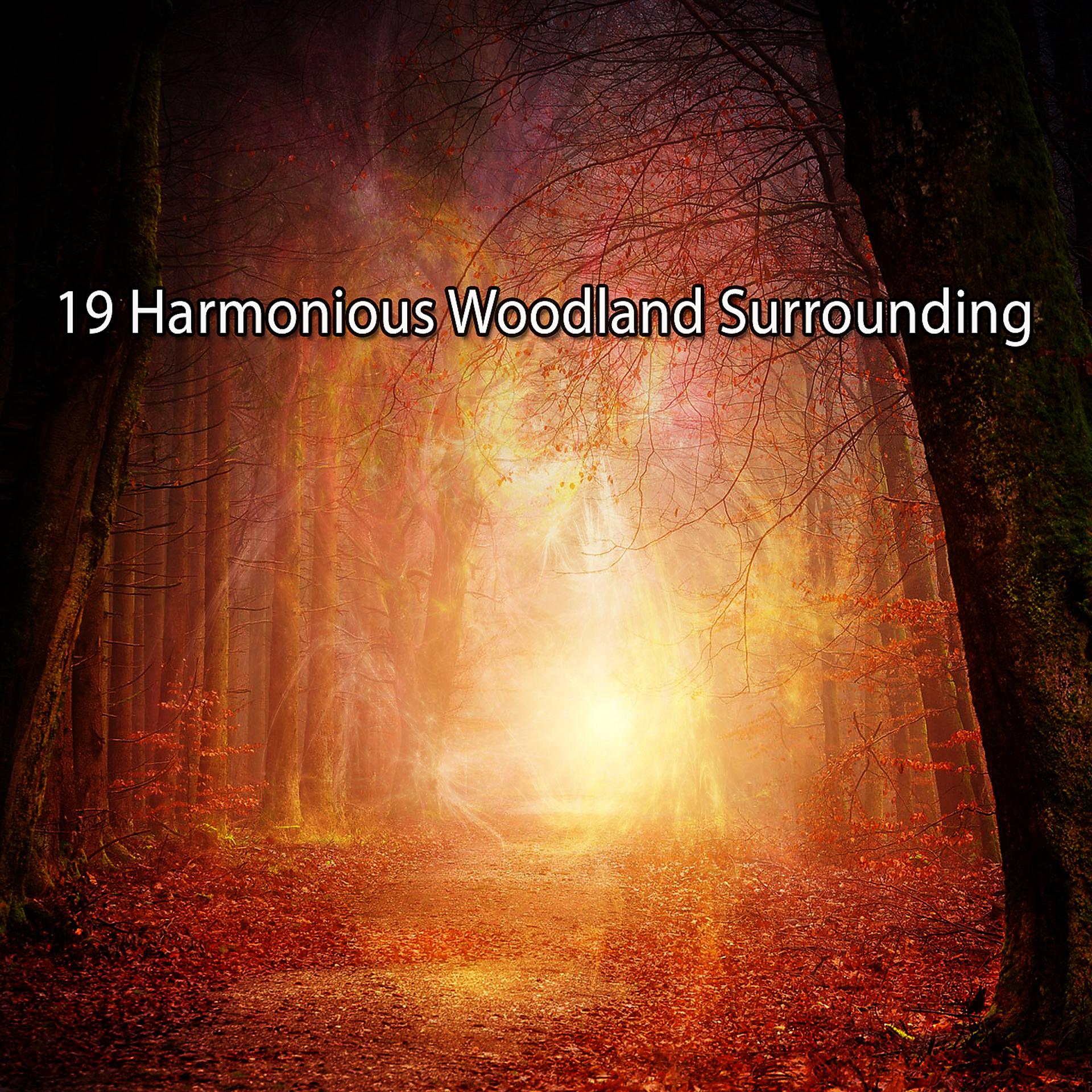 Постер альбома !!!! 19 Harmonious Woodland Surrounding !!!!