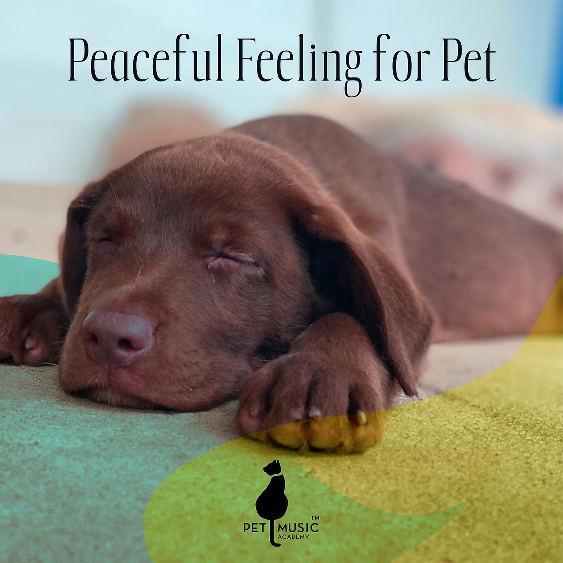 Постер альбома Peaceful Feeling for Pet Health