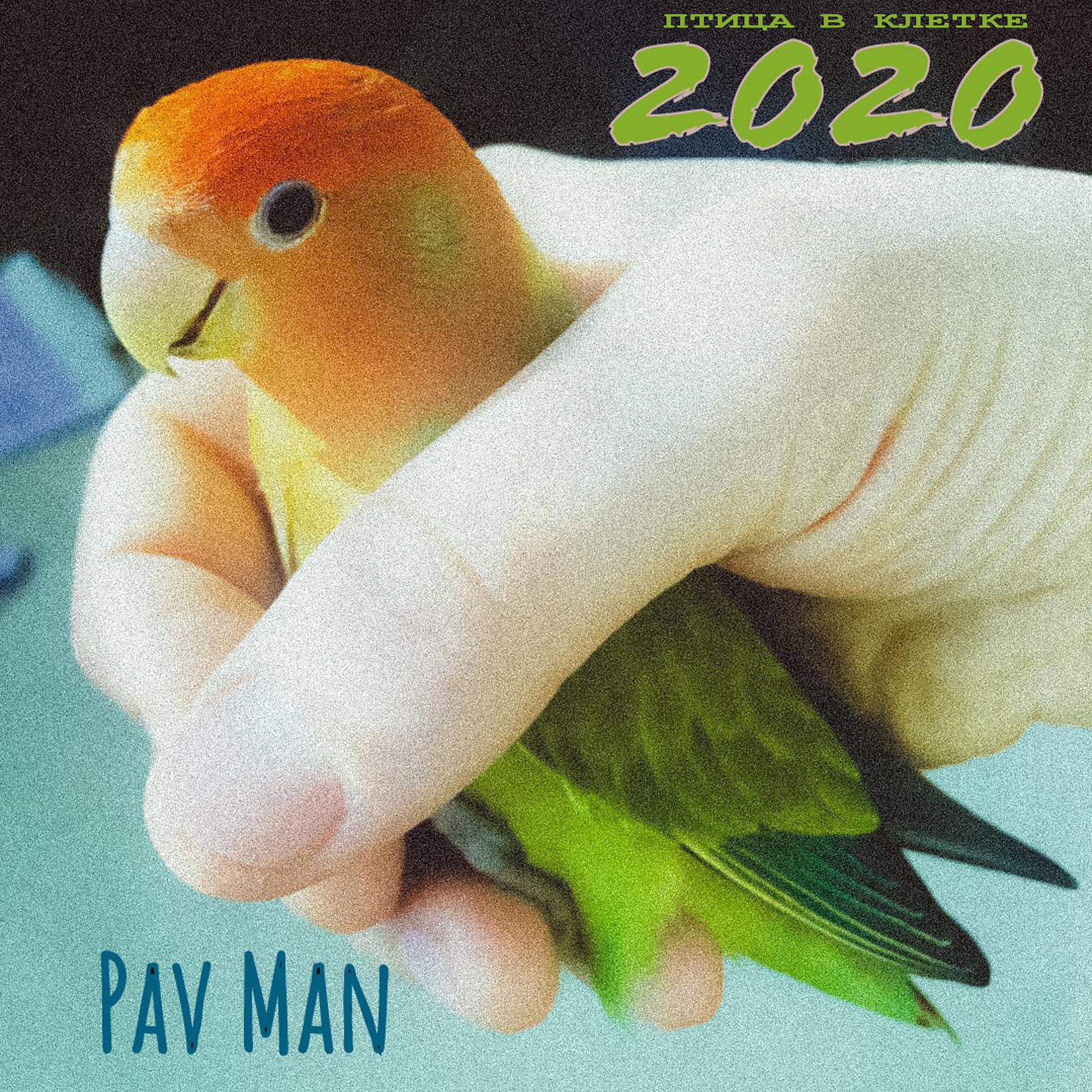 Постер альбома Птица в клетке 2020