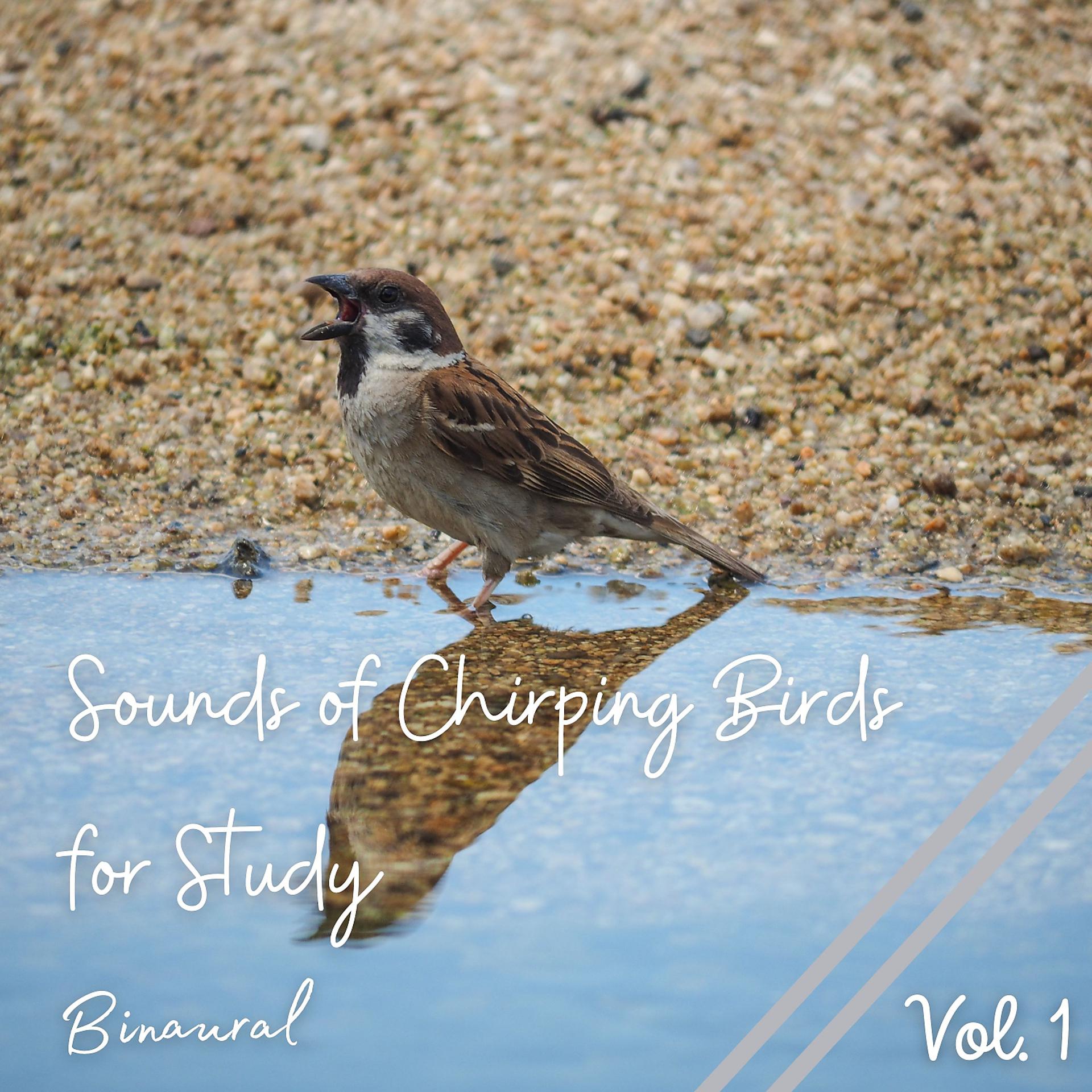 Постер альбома Binaural: Sounds of Chirping Birds for Study Vol. 1