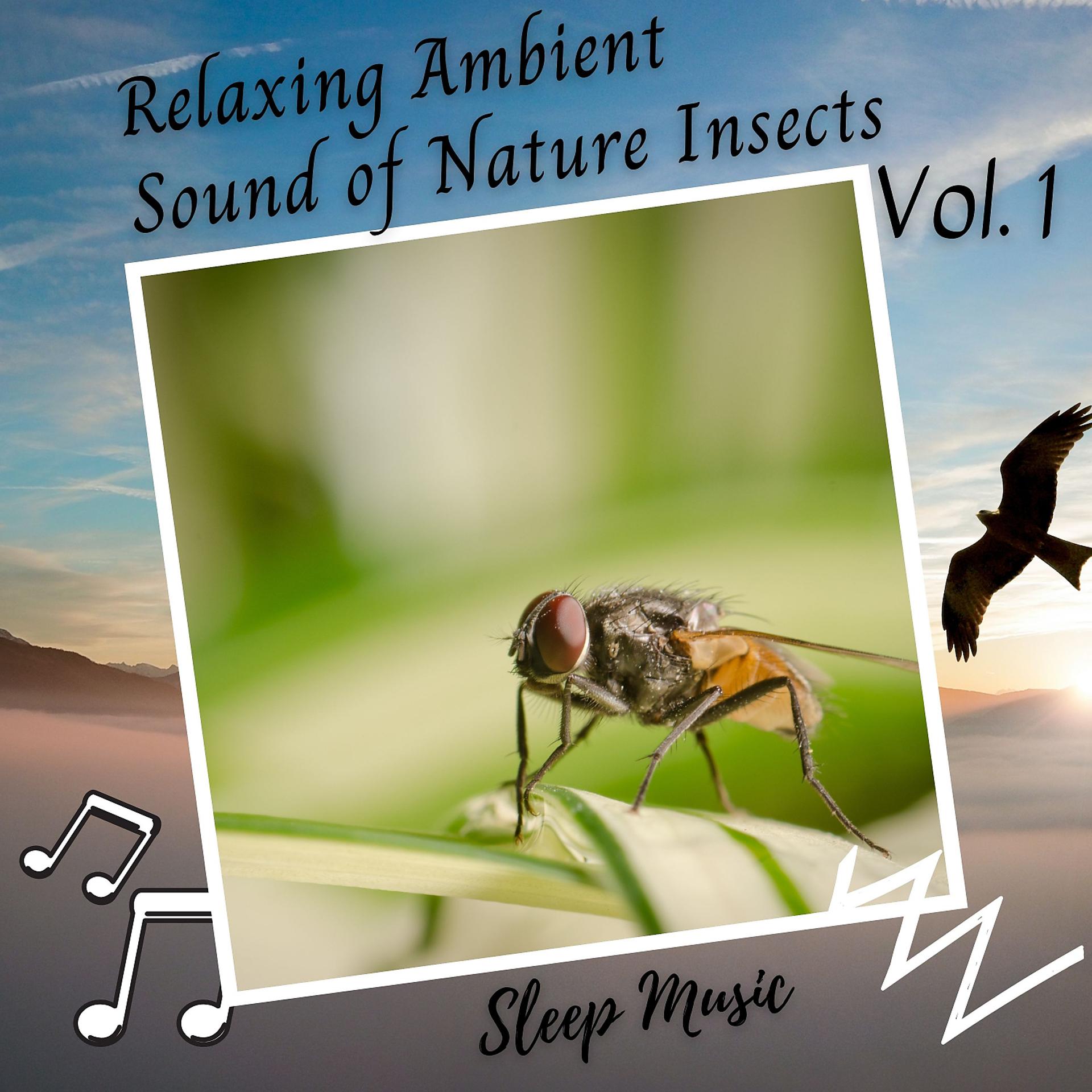 Постер альбома Sleep Music: Relaxing Ambient Sound of Nature Insects Vol. 1