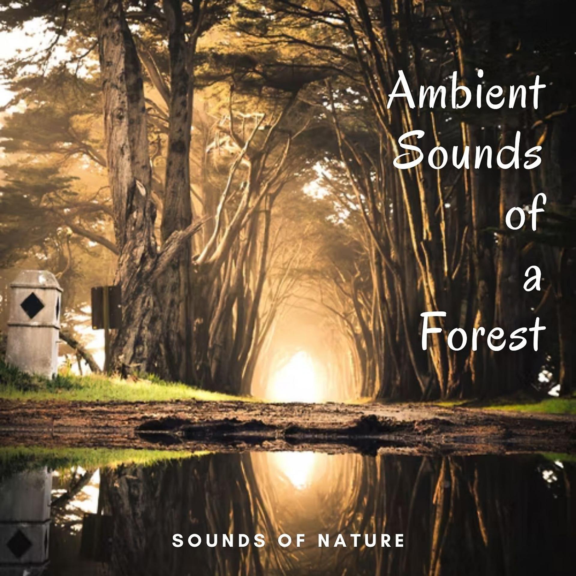 Постер альбома Sounds of Nature: Ambient Sounds of a Forest