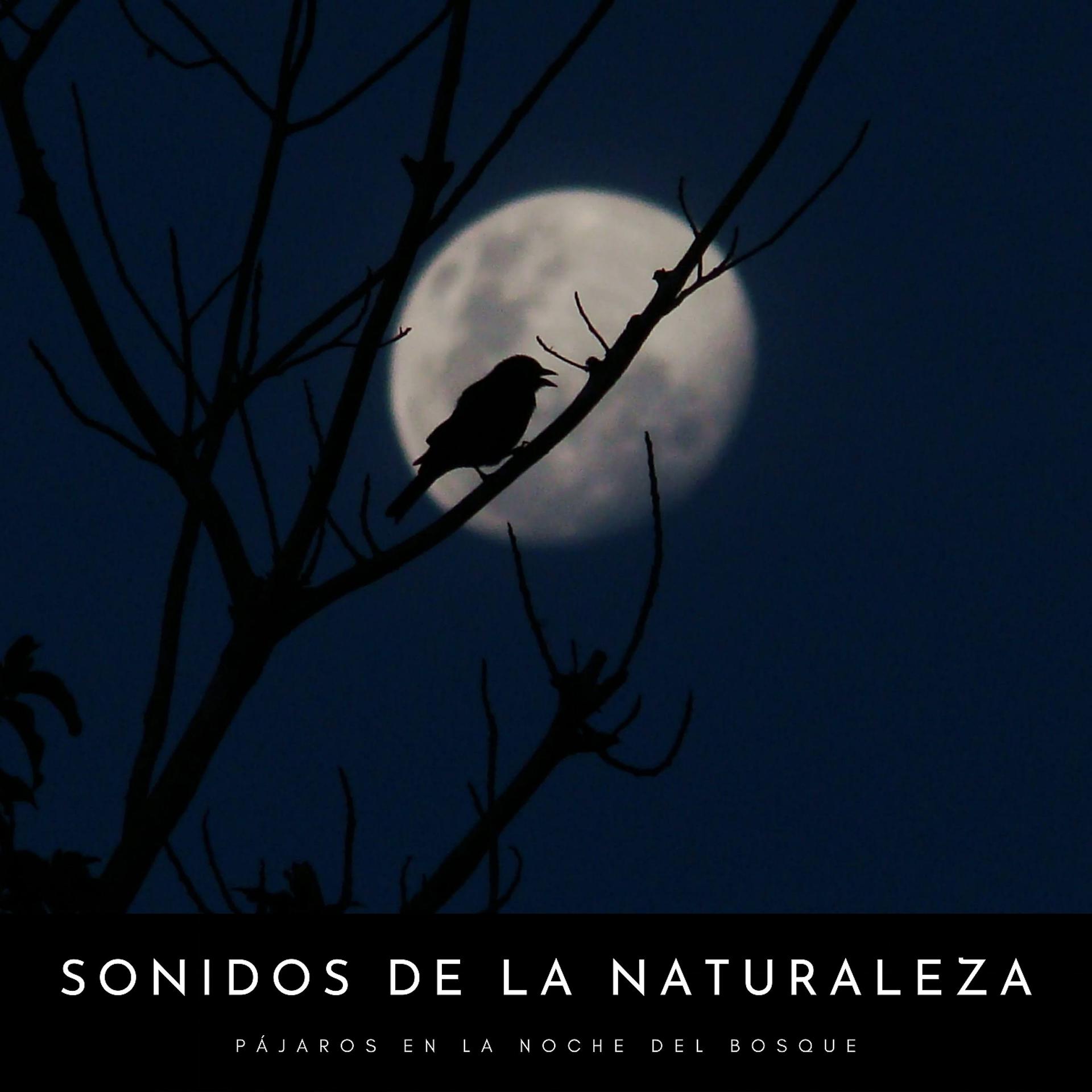 Постер альбома Sonidos De La Naturaleza: Pájaros En La Noche Del Bosque