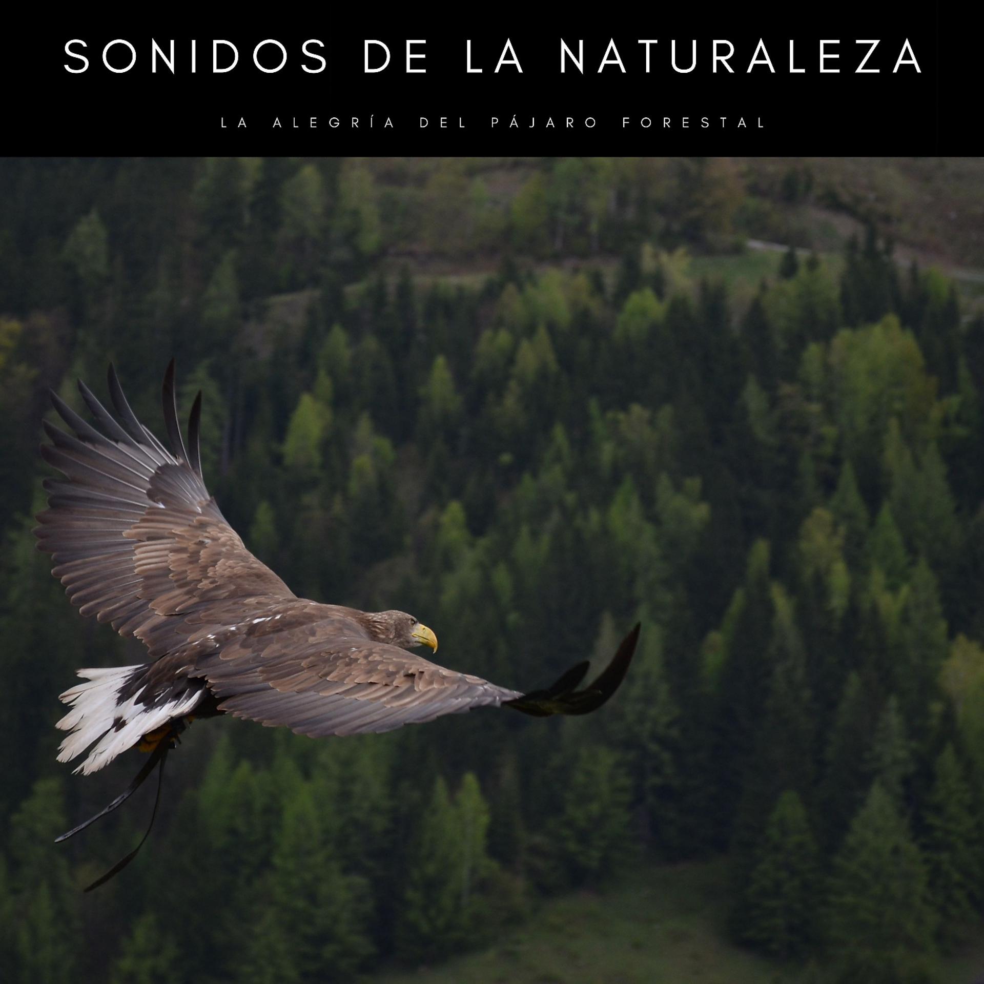 Постер альбома Sonidos De La Naturaleza: La Alegría Del Pájaro Forestal