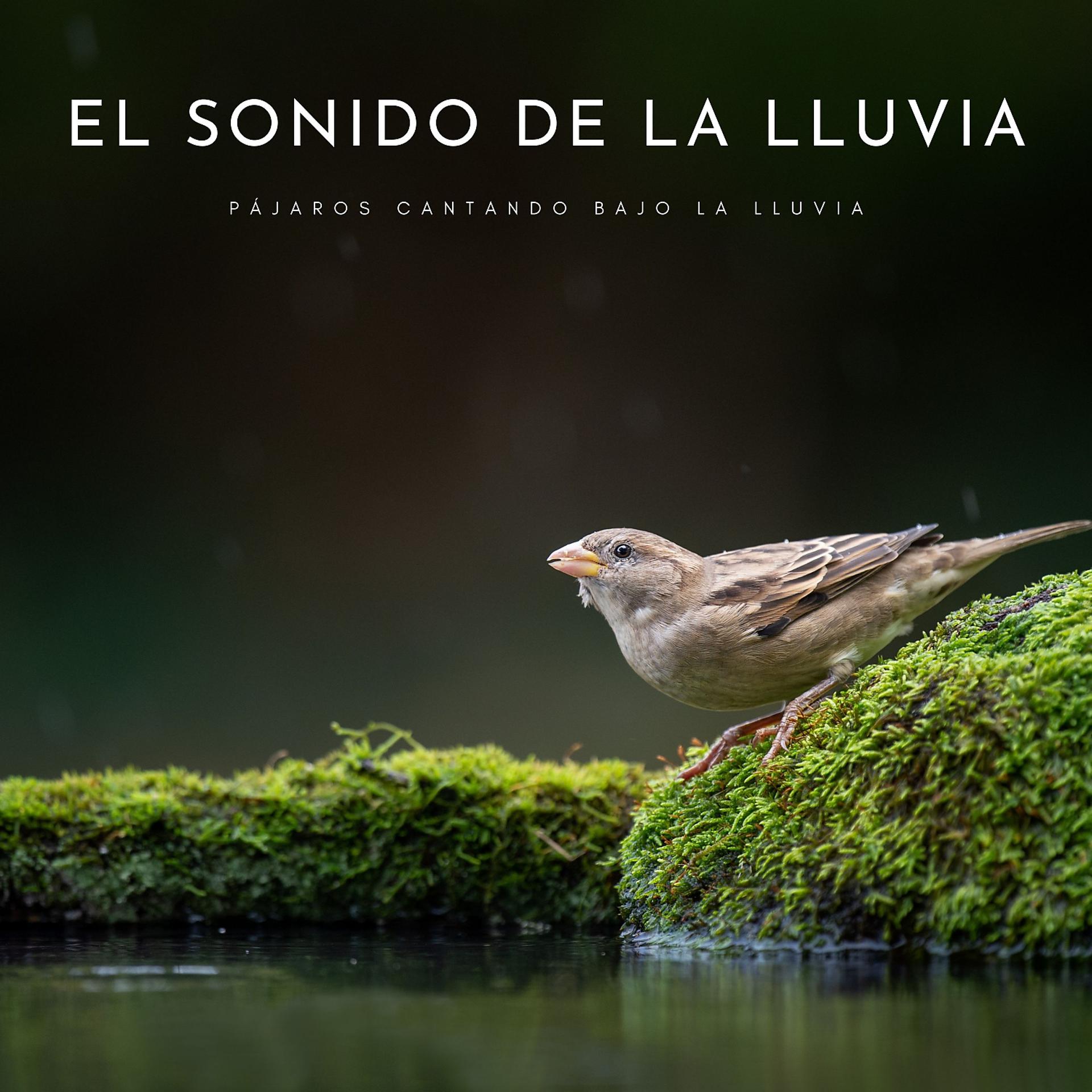 Постер альбома El Sonido De La Lluvia: Pájaros Cantando Bajo La Lluvia