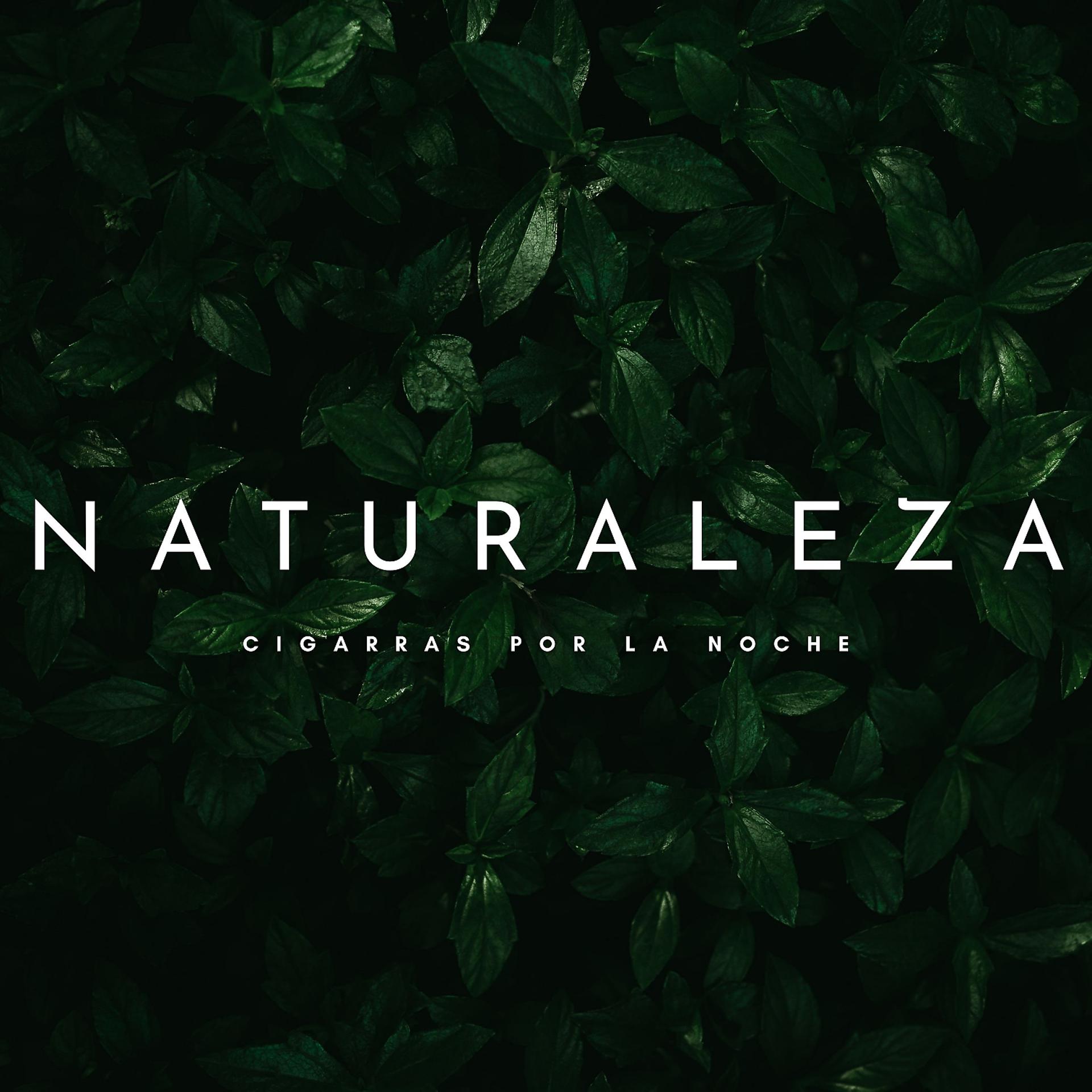 Постер альбома Naturaleza: Cigarras Por La Noche