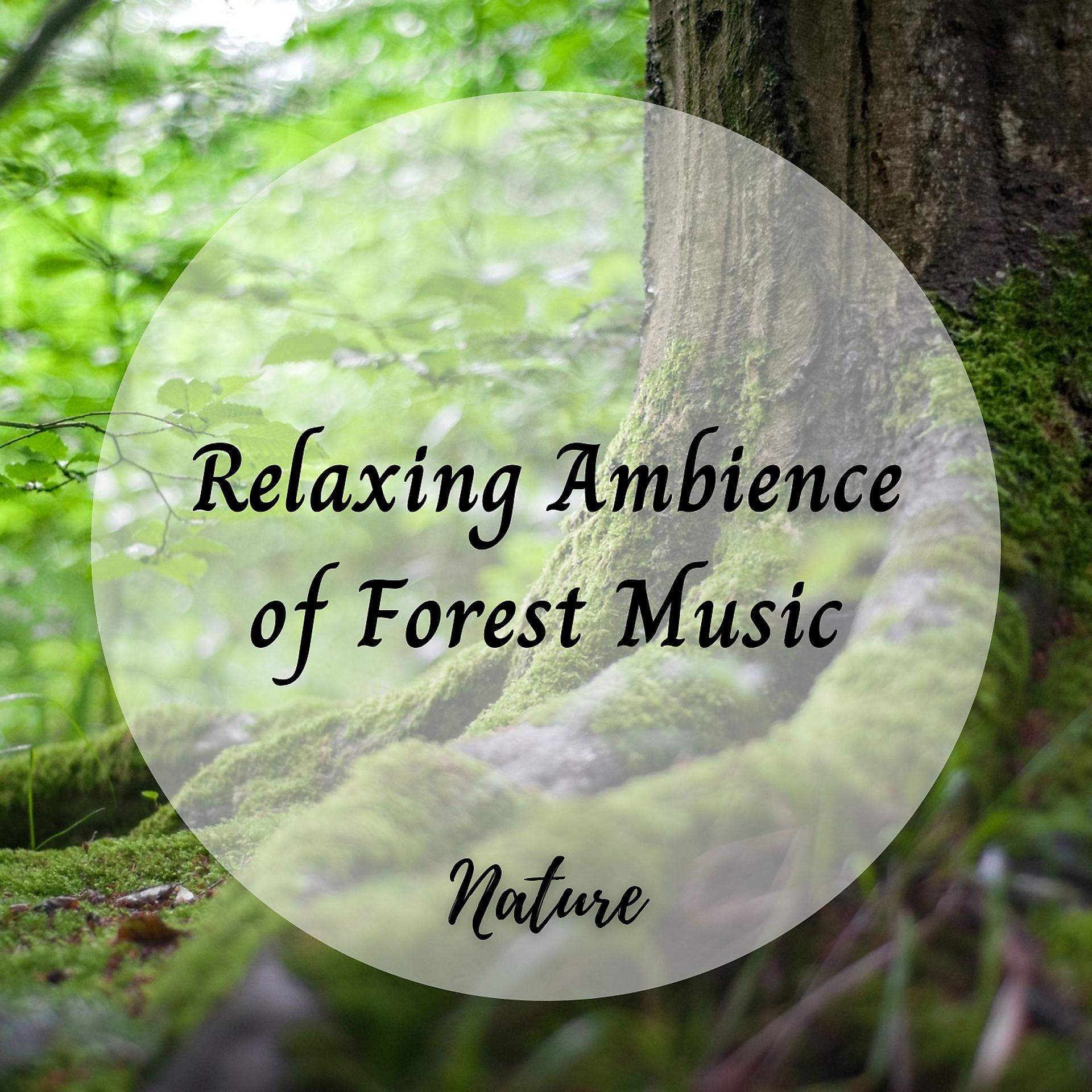 Постер альбома Nature: Relaxing Ambience of Forest Music