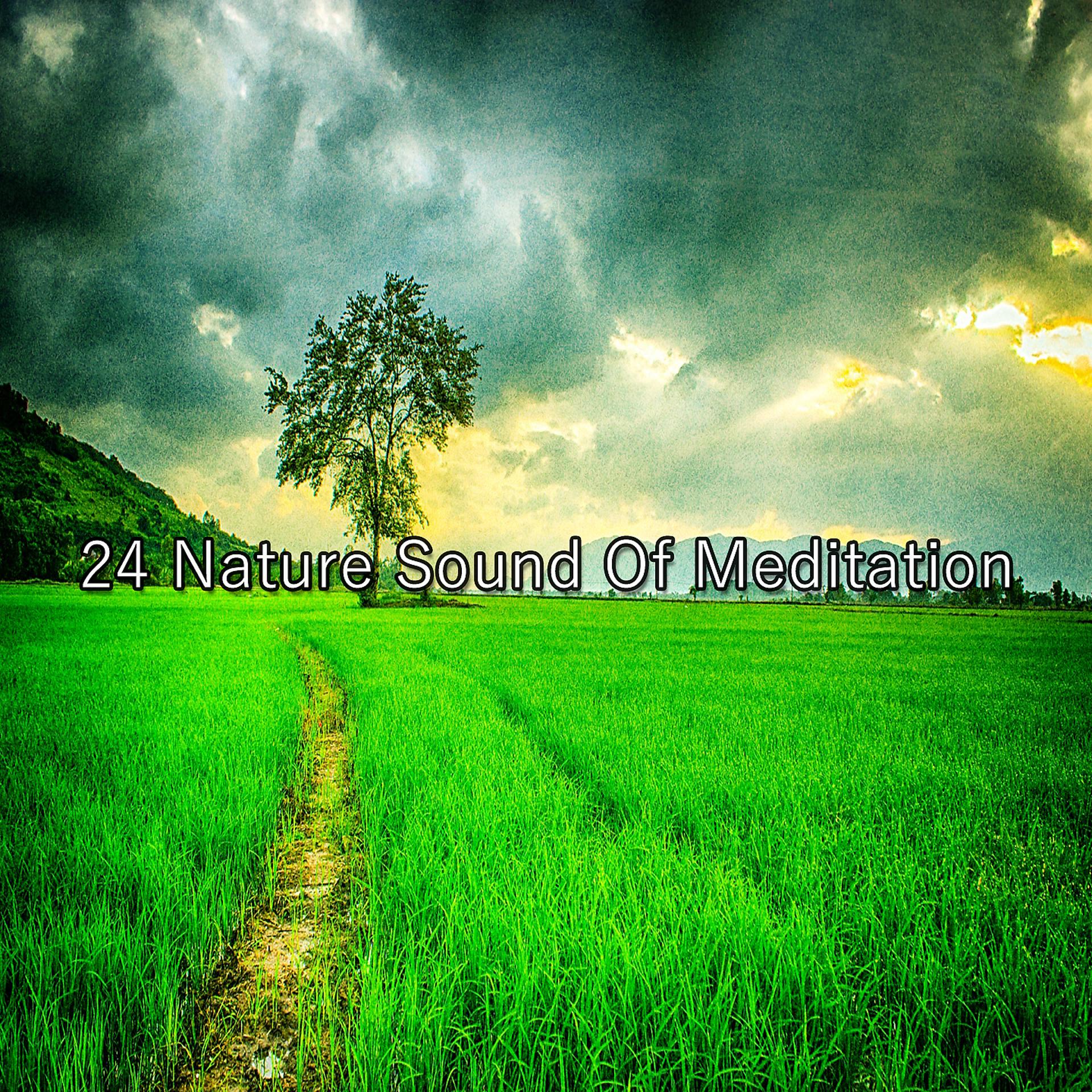 Постер альбома 24 Природа Звук Медитации