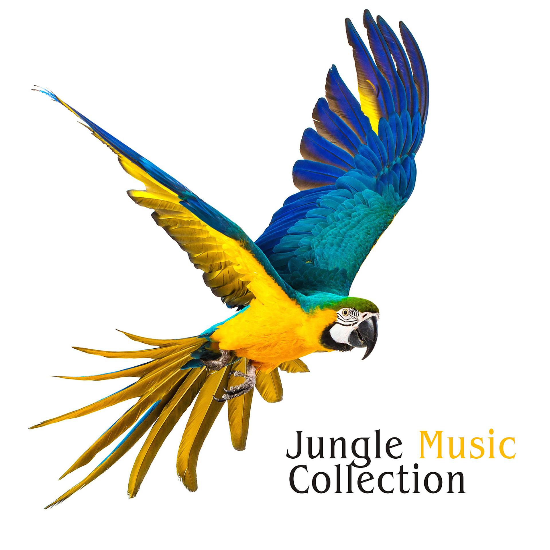 Постер альбома Jungle Music Collection: Tropical Jungle Sounds